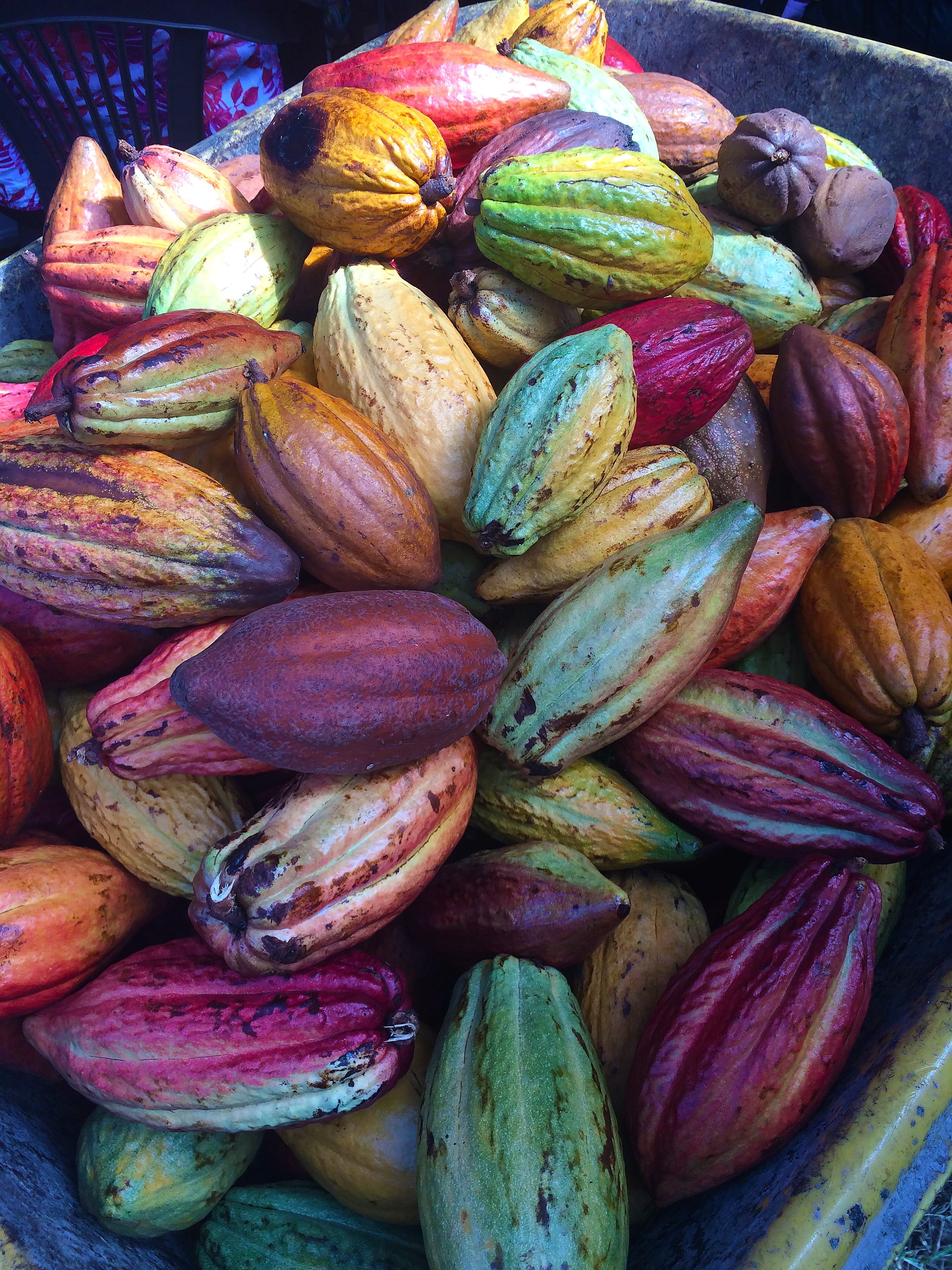 cocoa, close-up, market stall, retail, purple, still life, 2K, no people, brown, multi colored, market, fresh, bunch, wellbeing, food, abundance, nature, Phone HD Wallpaper