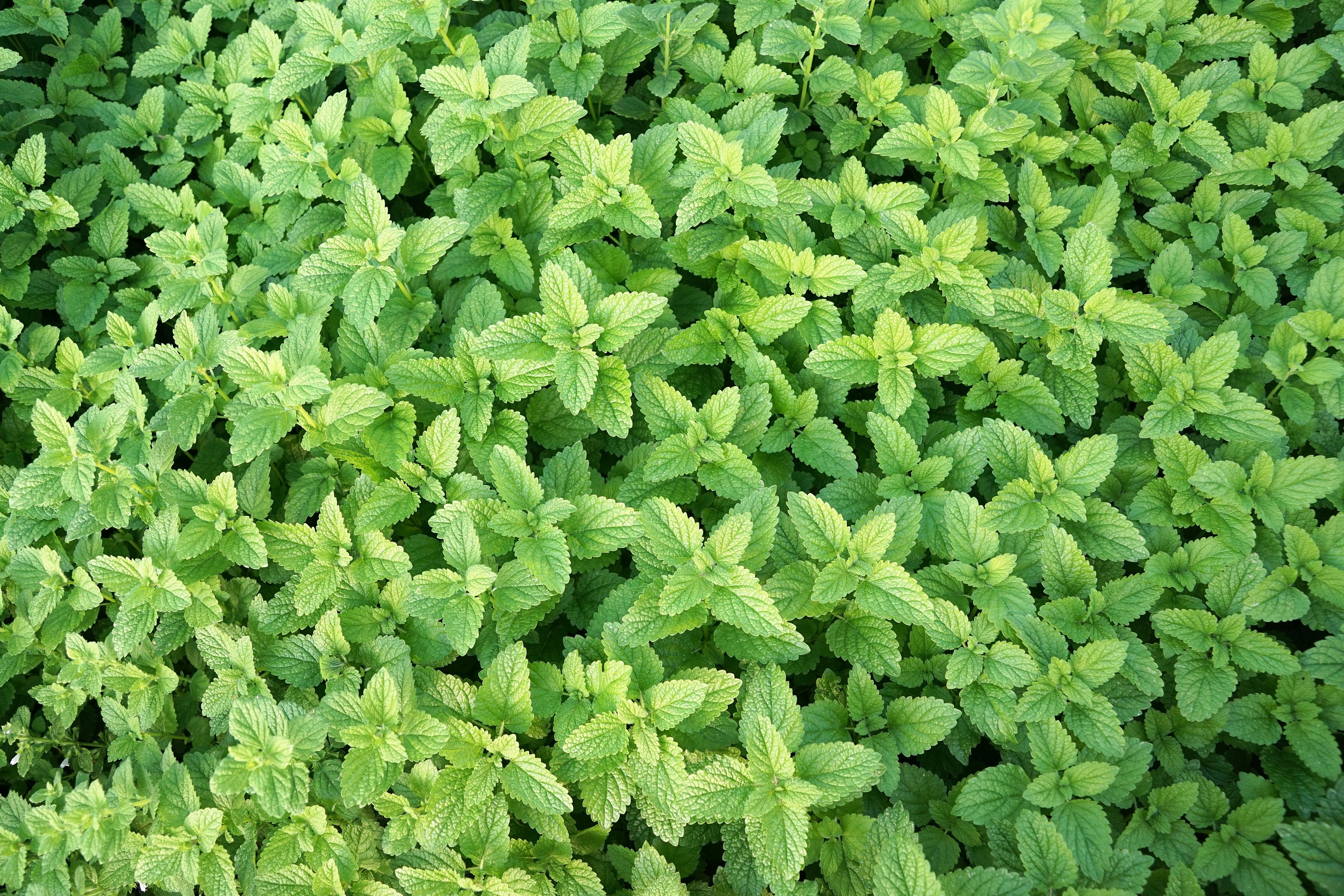 drink, day, eat, growth, green color, beauty in nature, field, fresh, backgrounds, no people, outdoors, plant part, nature, foliage, medicinal plant, mint, HD Wallpaper