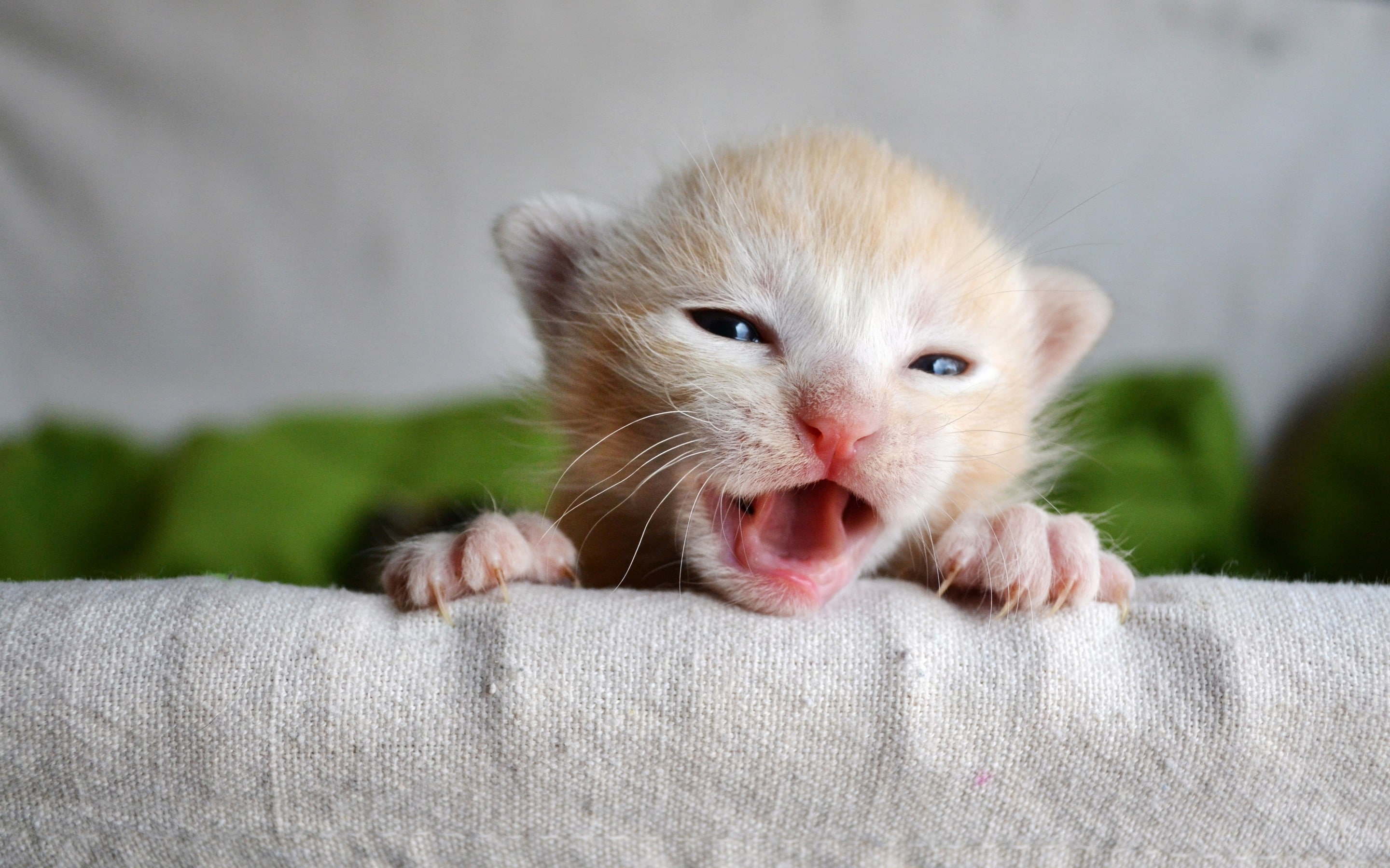kitten, snout, pickle, baby, short, 2K, fur, claws, white, brown, HD Wallpaper