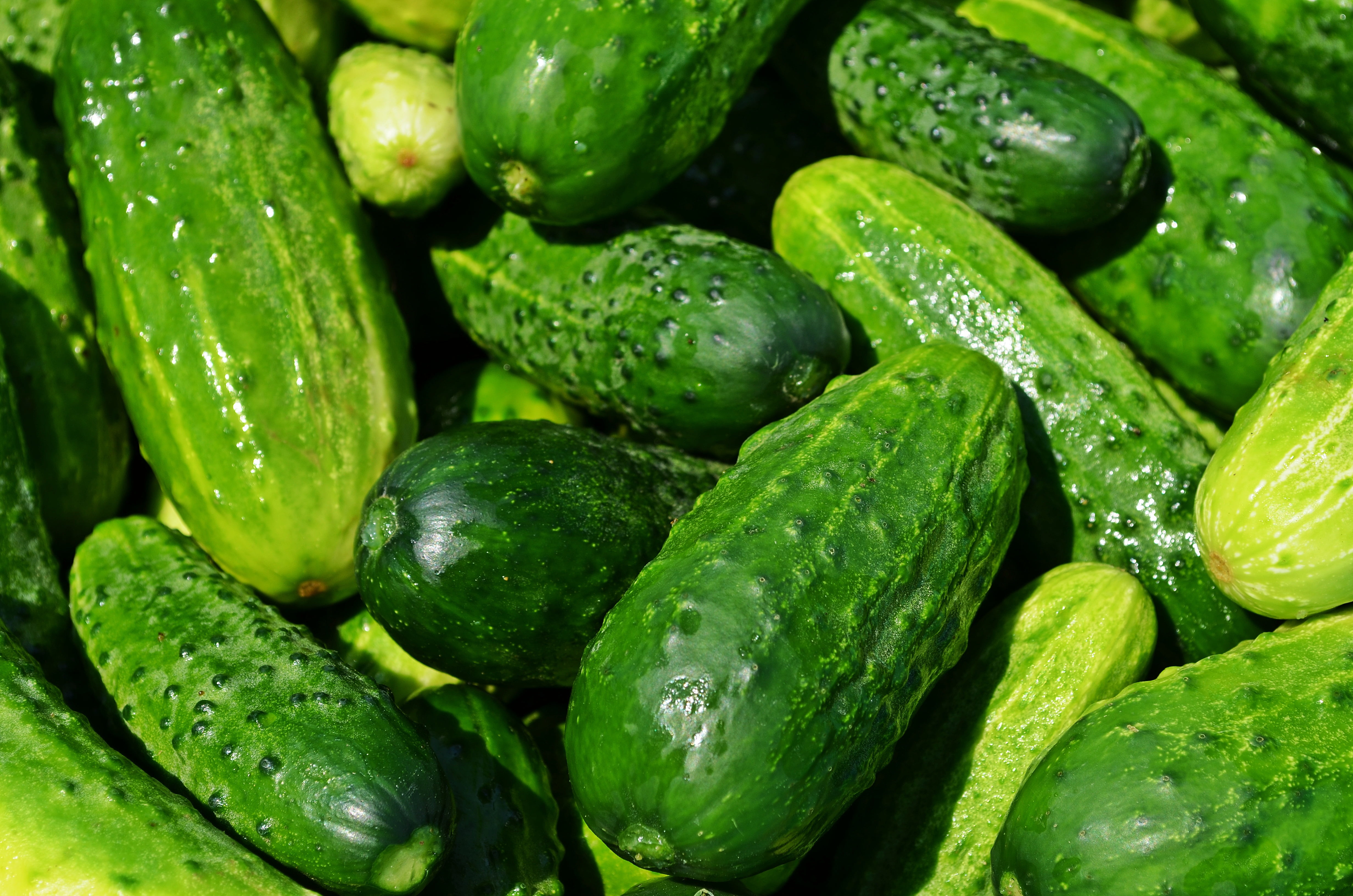 cucumbers, abundance, drop, backgrounds, wellbeing, still life, food, full frame, food And Drink, green, vegetable, organic, indoors, raw Food, nature, HD Wallpaper