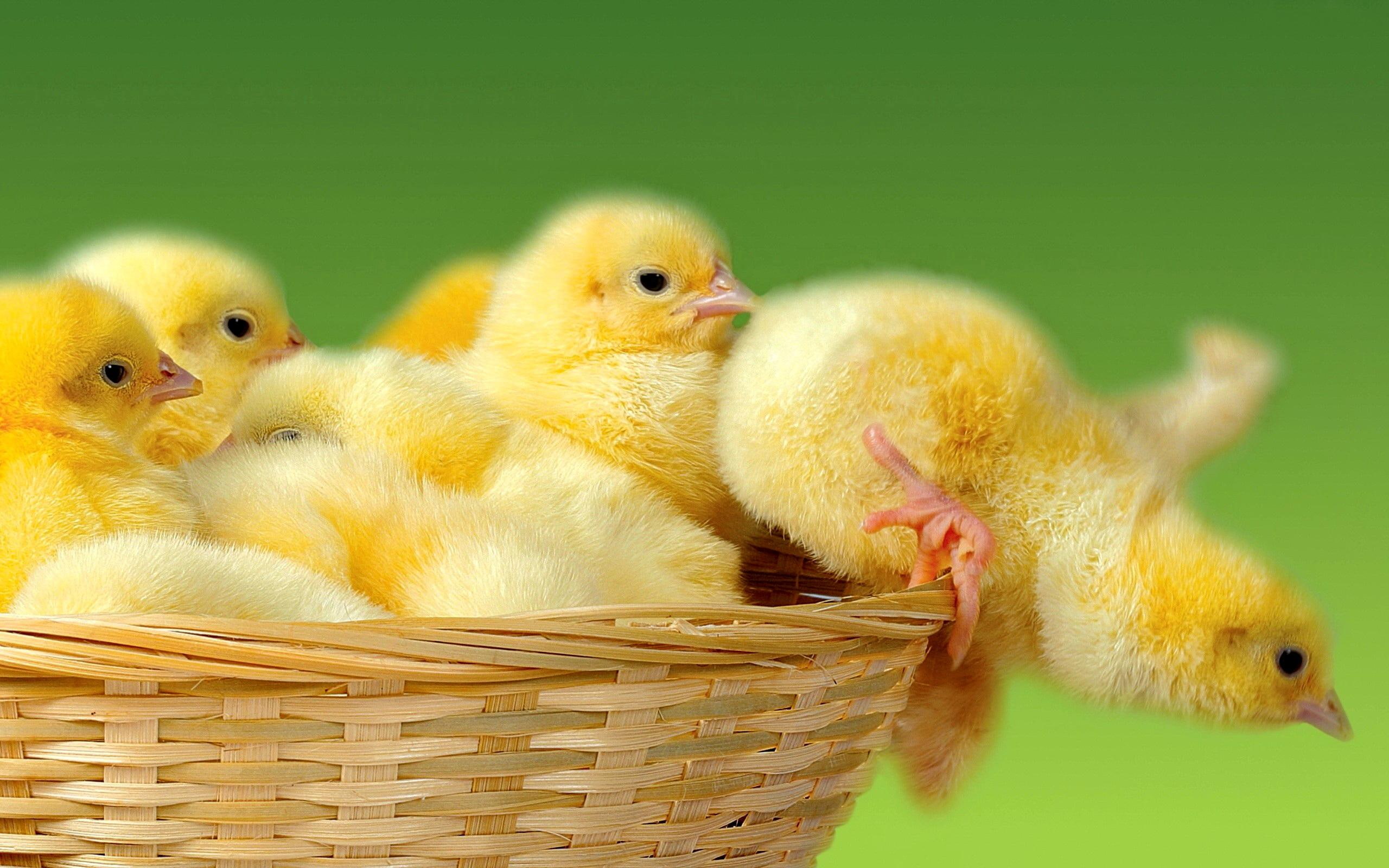 2K, beautiful, basket, adorable, sweet, chichen, jump, fluffy, cute, naughty, little, yellow, pickle, HD Wallpaper