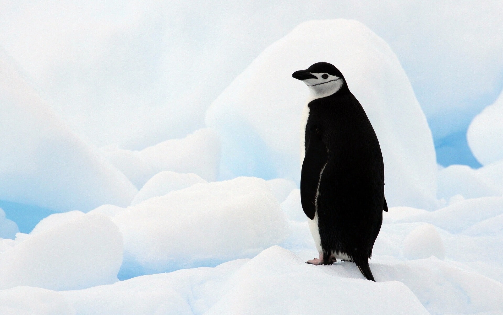ice, animals, birds, penguins, 1080P, nature, HD Wallpaper