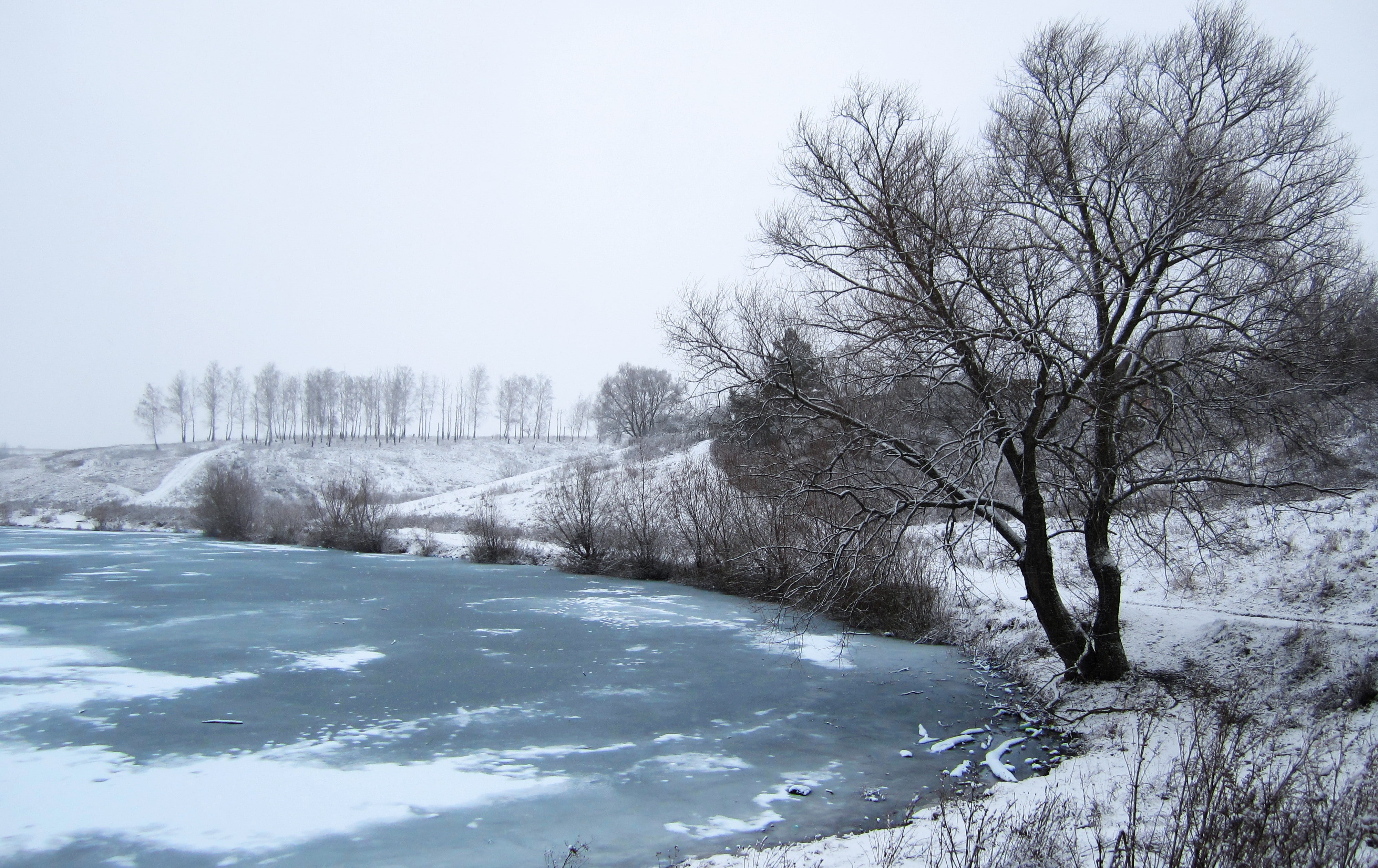 plant, branch, tranquility, non-urban scene, Russia, water, trees, snow, ice, cold temperature, 4K, no people, winter, beauty in nature, river, sky, tree, HD Wallpaper
