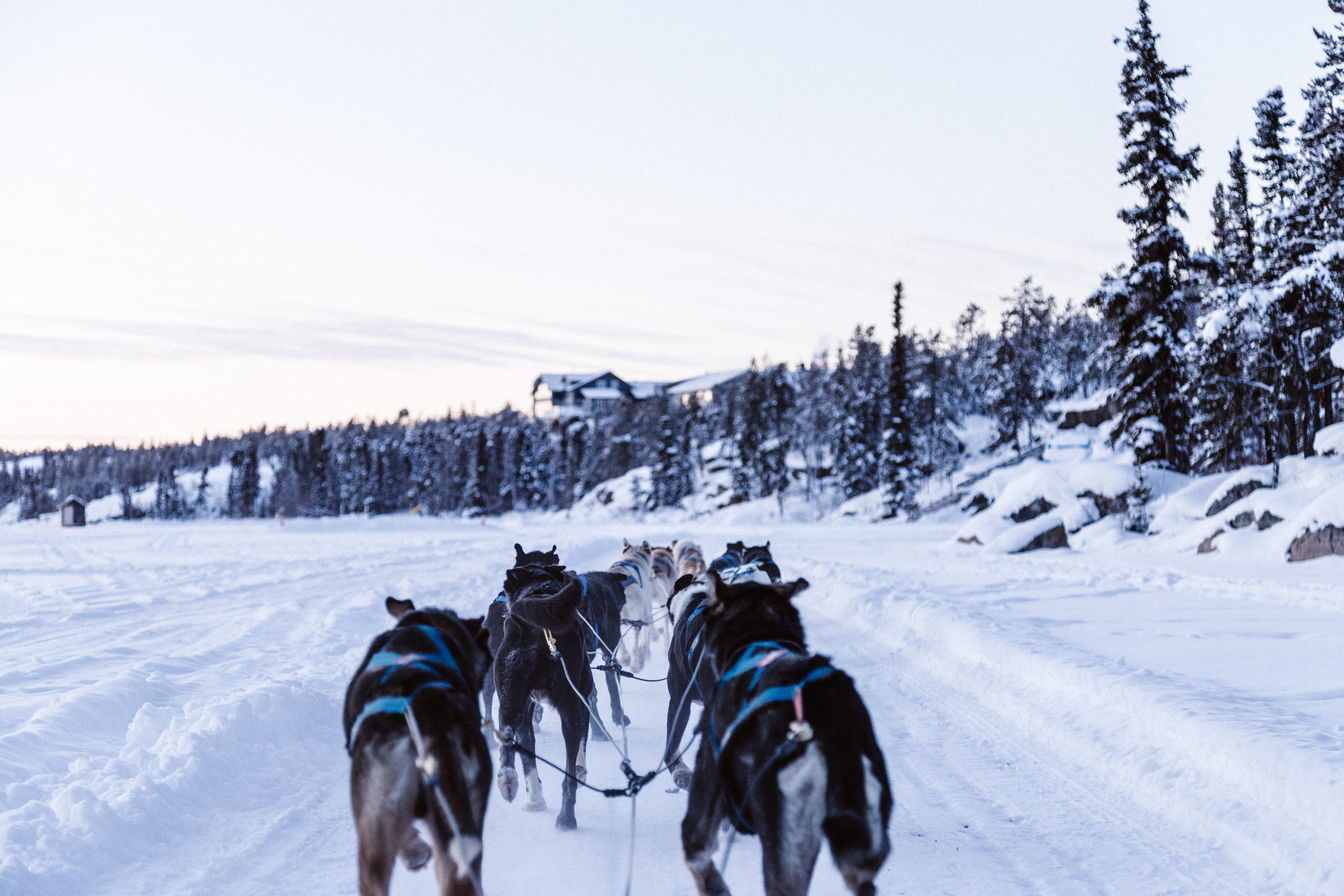 snowy, sled, day, group of animals, ground, land, mountain, 5K, plant, winter, rear view, snow, ice, nature, winter sport, pack, animal themes, scenics - nature, HD Wallpaper