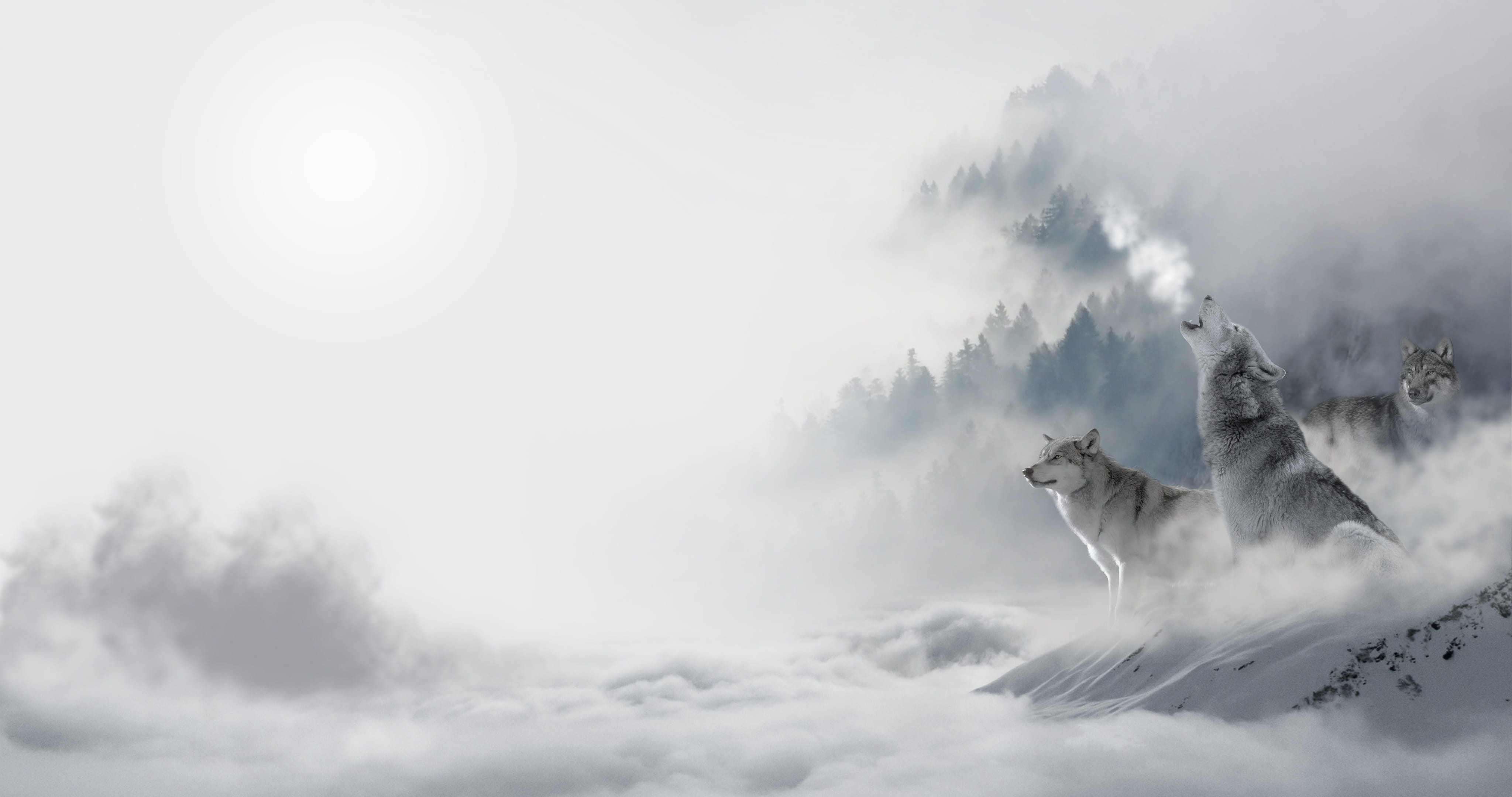 4K, one animal, cloud - sky, wild, animal, animals in the wild, no people, pack, animal wildlife, outdoors, flying, ice, ominous, fog, vertebrate, winter, HD Wallpaper