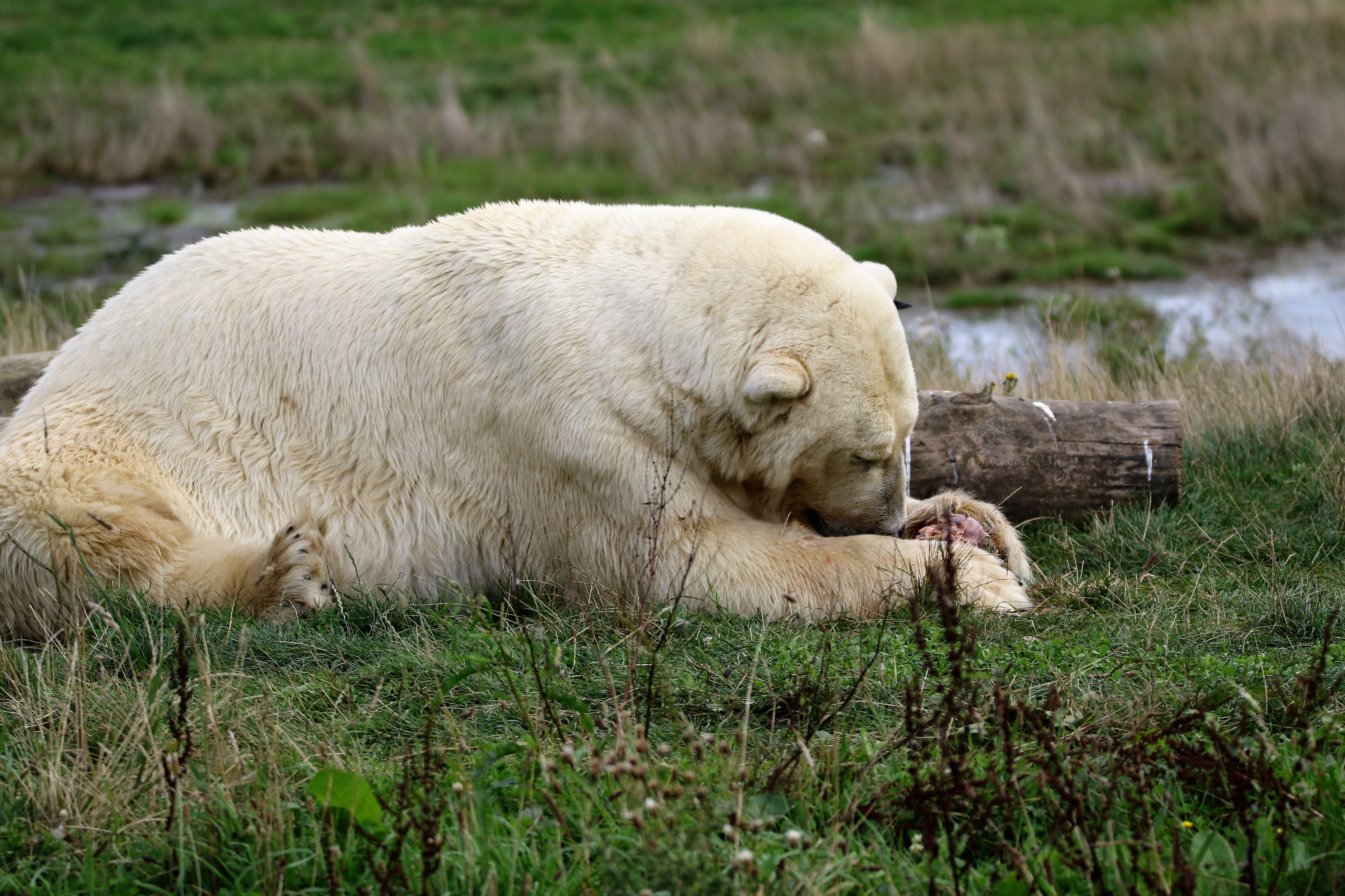 north, endangered, one animal, nature, land, wild, wildlife, animal, carnivora, winter, day, polar bear, predator, outdoors, grass, relaxation, fur, mammal, HD Wallpaper