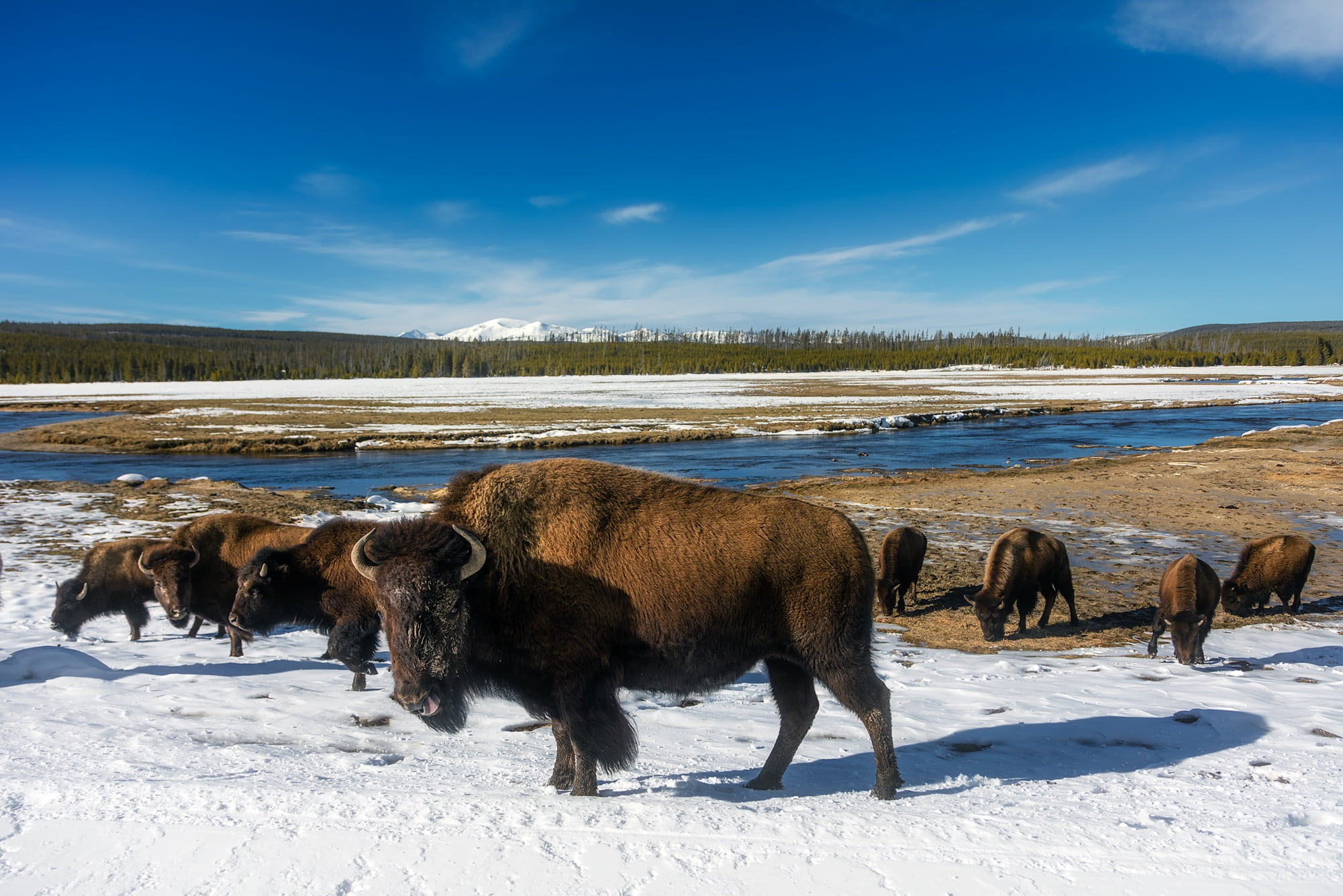 tourism, stream, 1080P, travel, animal, animals in the wild, animal themes, bull, herbivorous, meadow, rural, wyoming, valley, sky, american bison, nature, HD Wallpaper