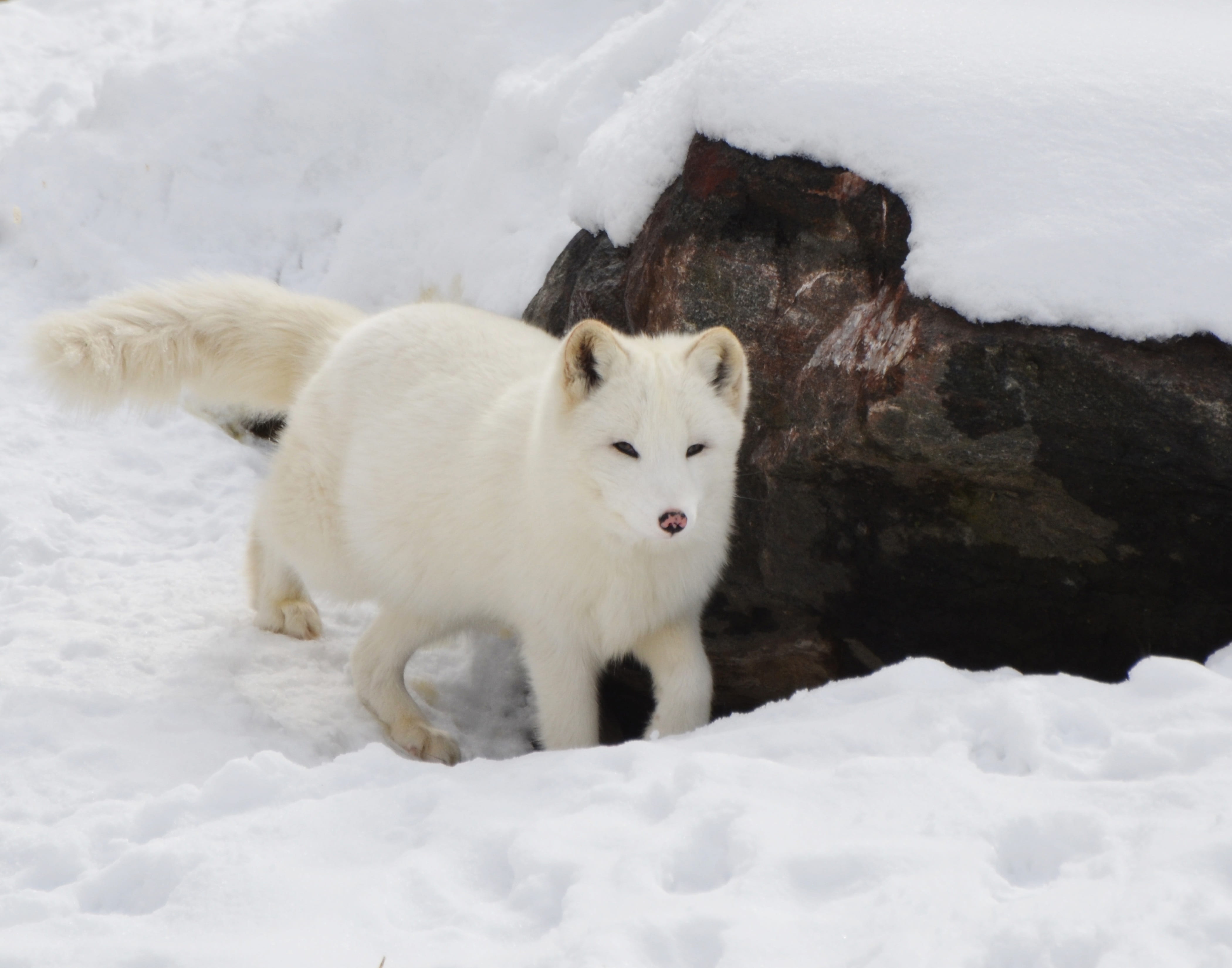 pets, animals in the wild, winter, nature, one animal, arctic, north, vertebrate, predator, beauty in nature, mammal, domestic animals, wilderness, fox, HD Wallpaper
