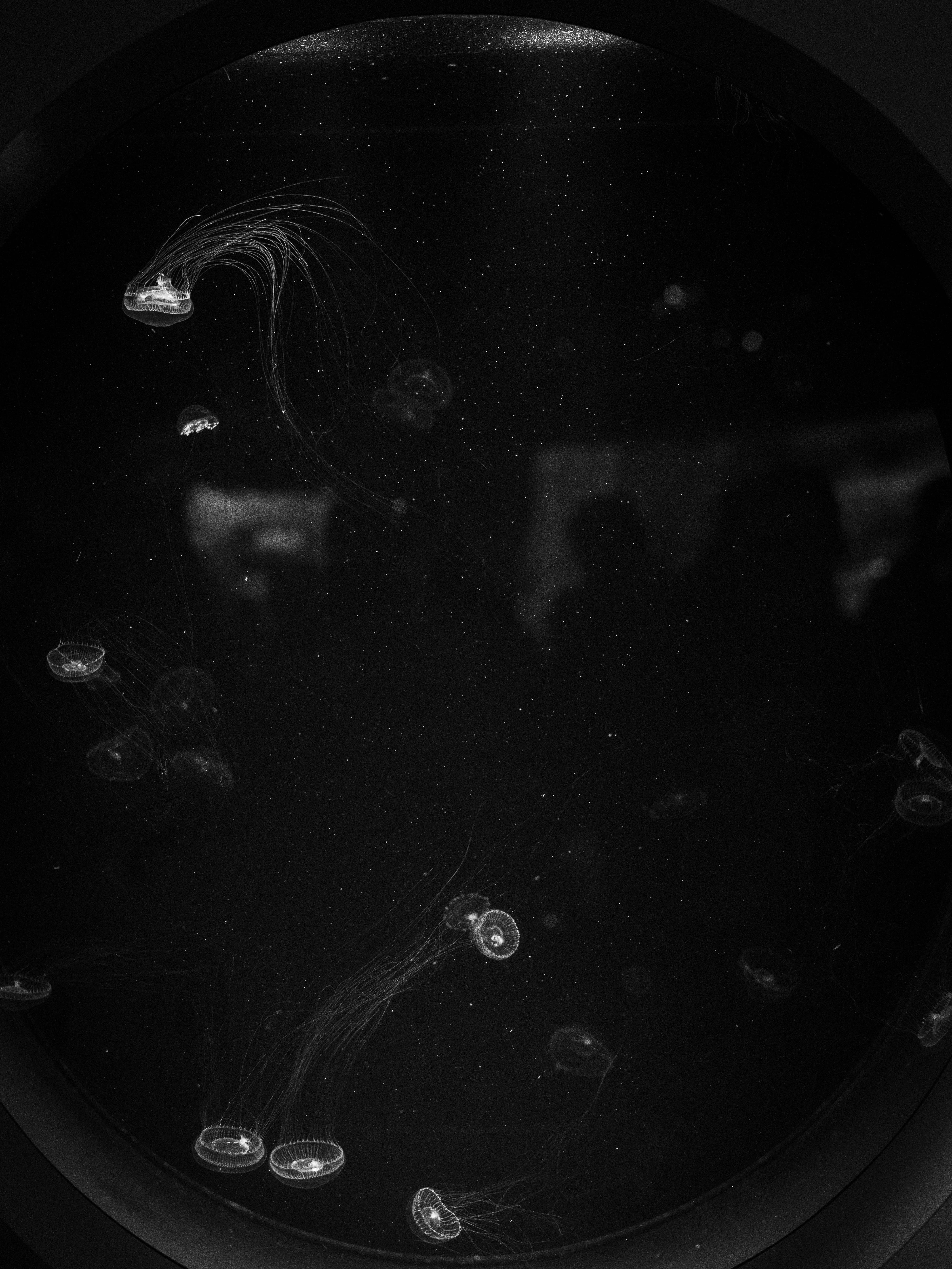sea life, forge, universe, black, transparent, architecture, water, insect, aquarium, outer space, food and drink, zip, jacket, night, close-up, leather, Phone HD Wallpaper