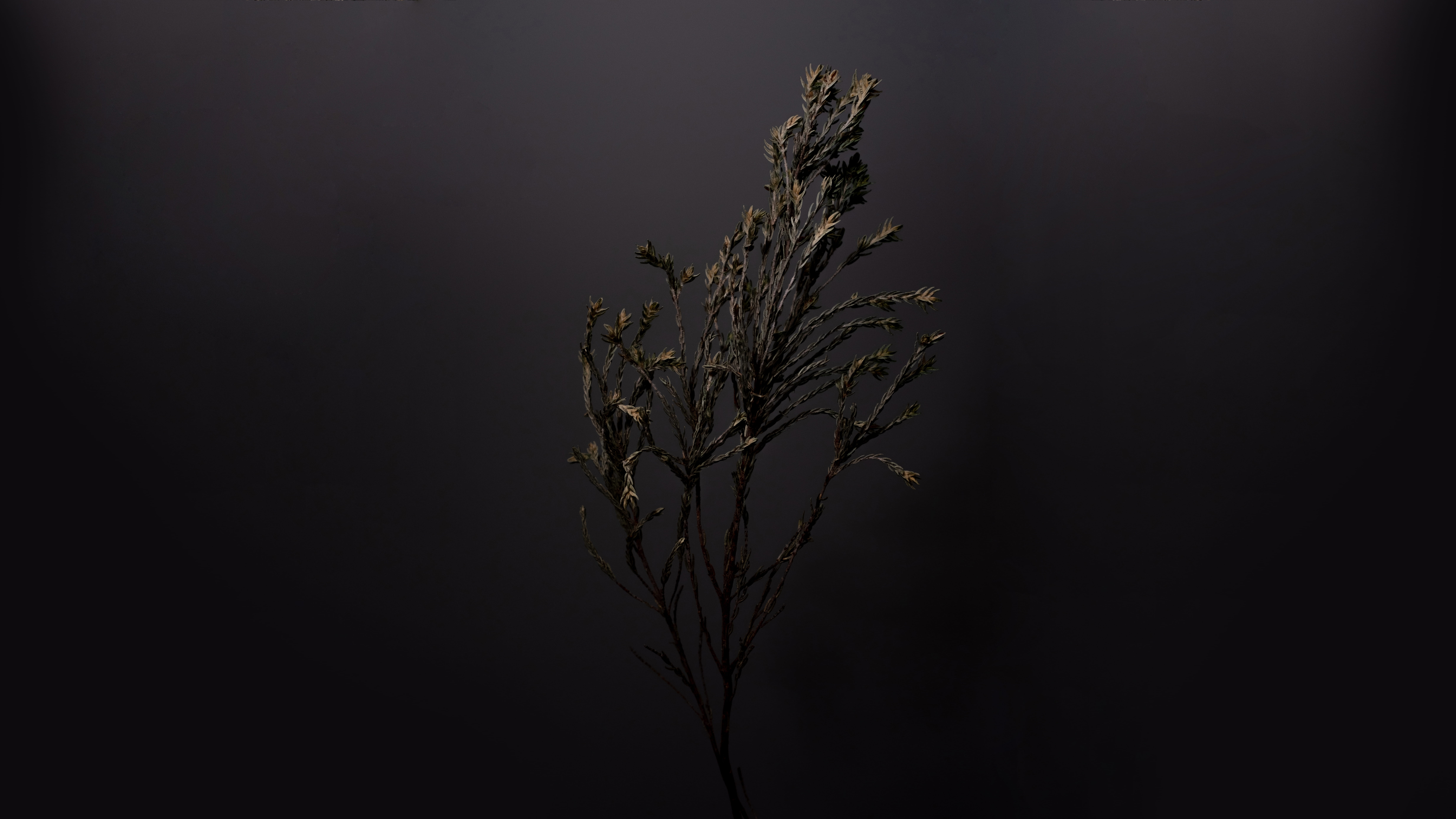 photo, still life, universe, dead plant, leaf, wildlife, branch, tranquility, nature, close-up, animal, moon, 8K, night, outdoors, bird, space, astronomy, HD Wallpaper