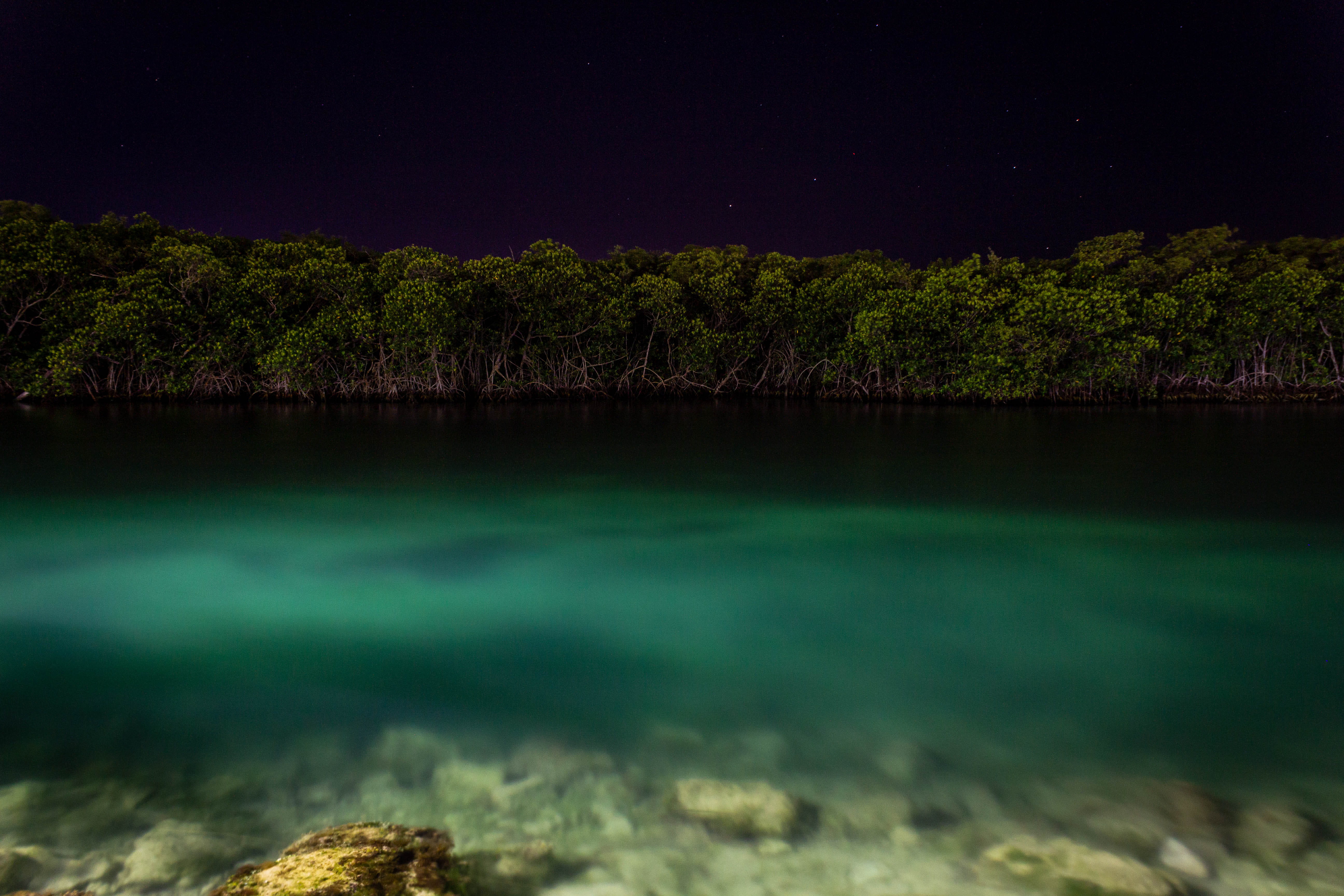 coast, plant, moon, sky, reef, 5K, space, animal, outer space, water, ocean, tree, no people, sea life, astronomy, tranquility, nature, beauty in nature, HD Wallpaper