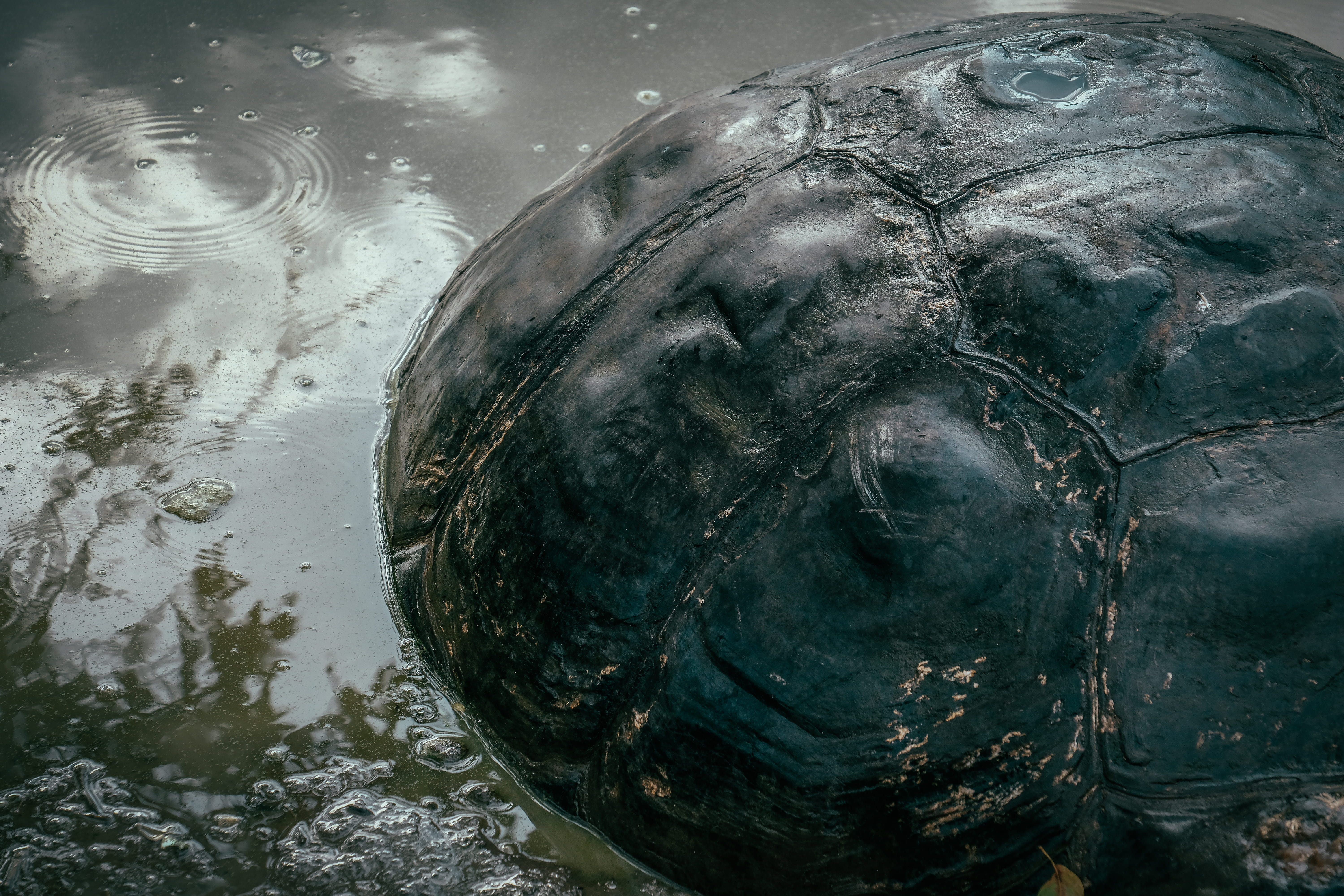 day, universe, building, turtle, astronomy, sea, one animal, architecture, pollution, outer space, underwater, 5K, ripple, close-up, outdoors, animal themes, HD Wallpaper