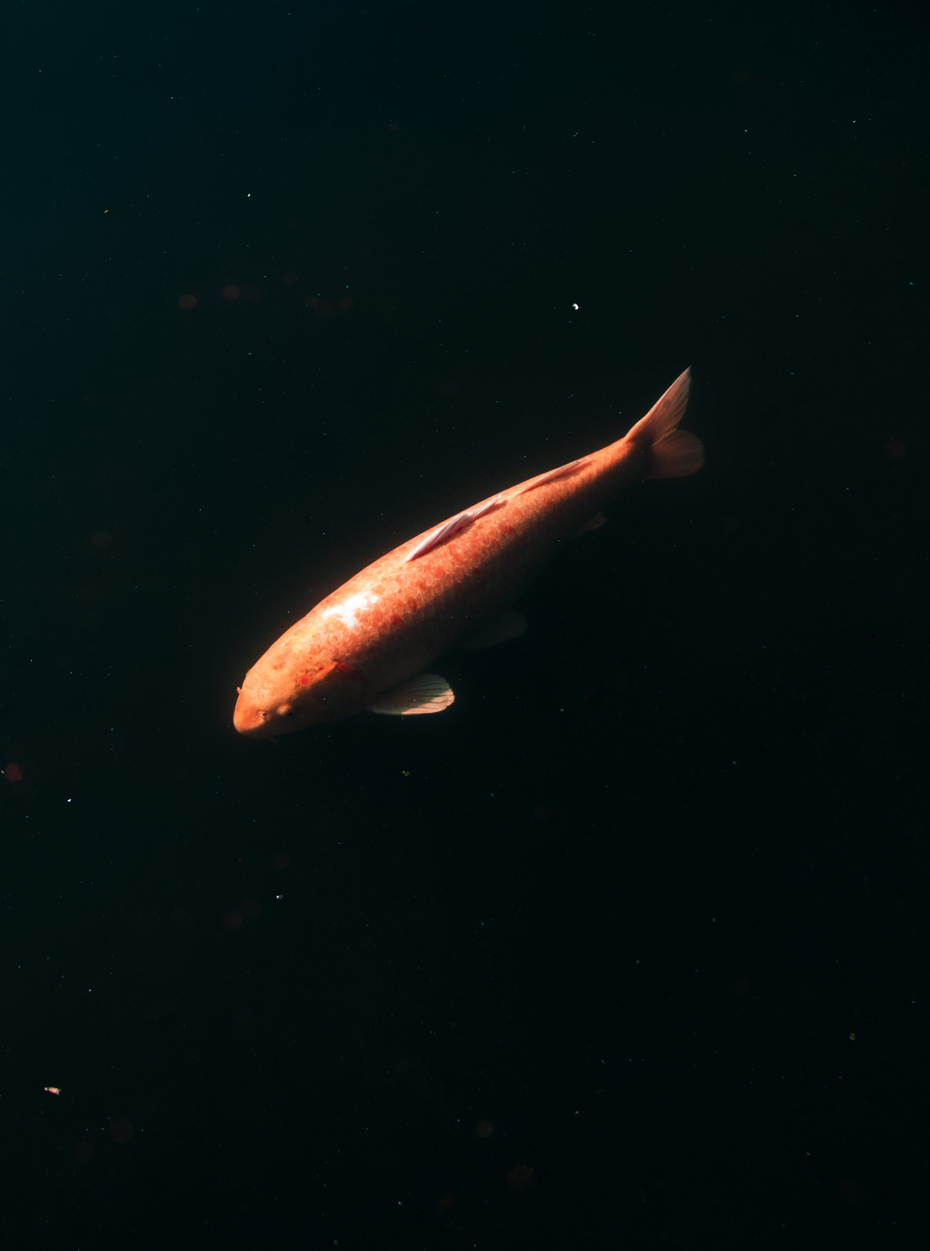 4K, marine, vertebrate, fish, full length, sea life, animal, shark, outdoors, outer space, animals in the wild, goldfish, nature, underwater, cool, water, Phone HD Wallpaper