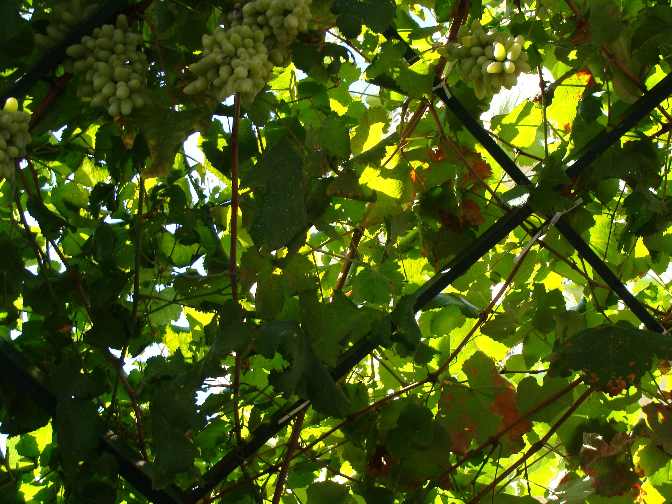 food and drink, leaf, plant part, grapevine, leaves, italy, tranquility, sunlight, backgrounds, grapes, low angle view, tree, arbor, nature, green, no people, HD Wallpaper