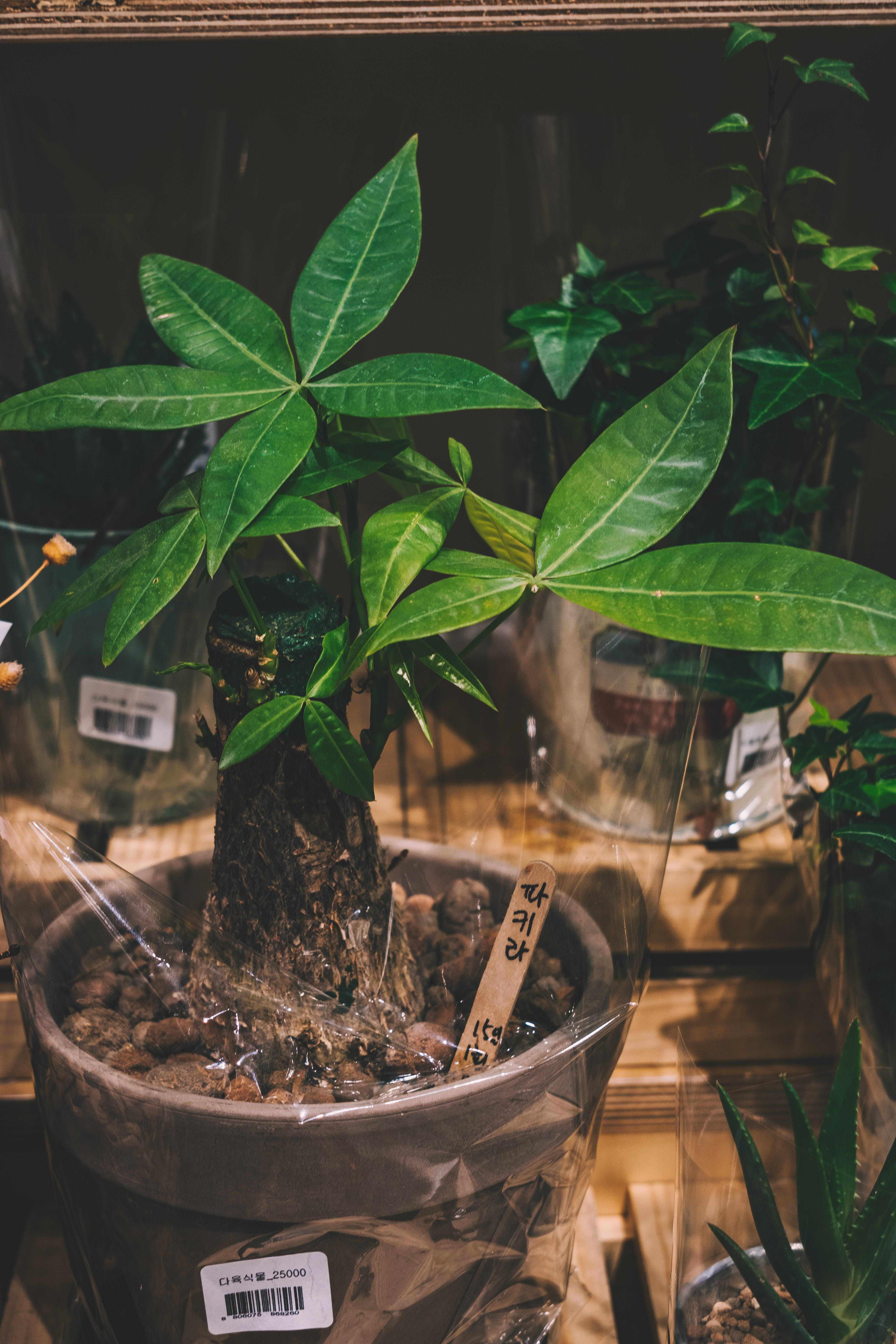 beauty in nature, potted plant, leaf, brown, day, plant, beginnings, soil, vase, 5K, maple, gardening, herbal, dirt, growth, flower pot, jar, botany, planter, Phone HD Wallpaper