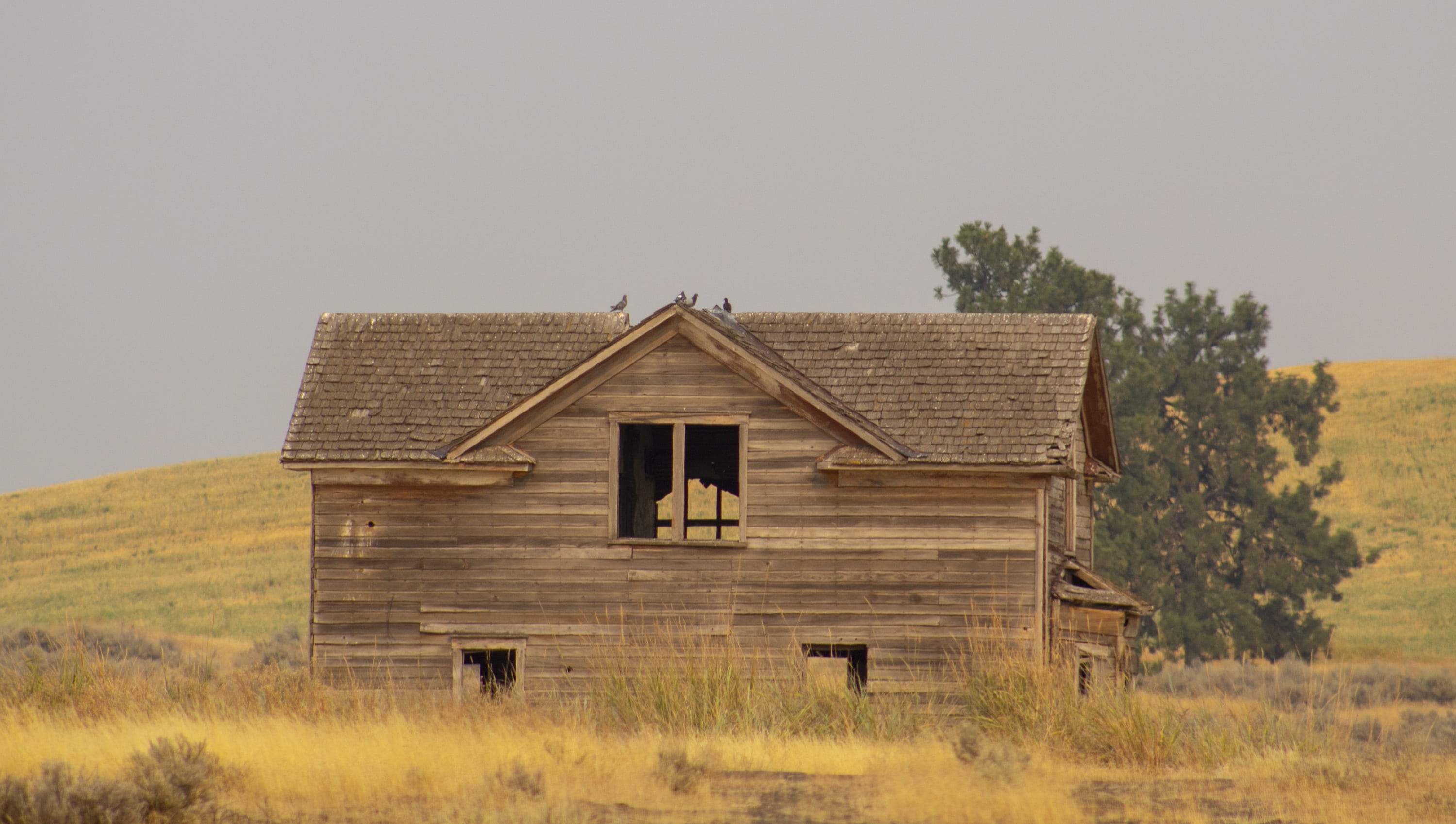 building exterior, 2K, lawn, non-urban scene, grass, dirty, brown, hut, house, architecture, broken, scary, tree, light, building, vintage, nature, middle, HD Wallpaper