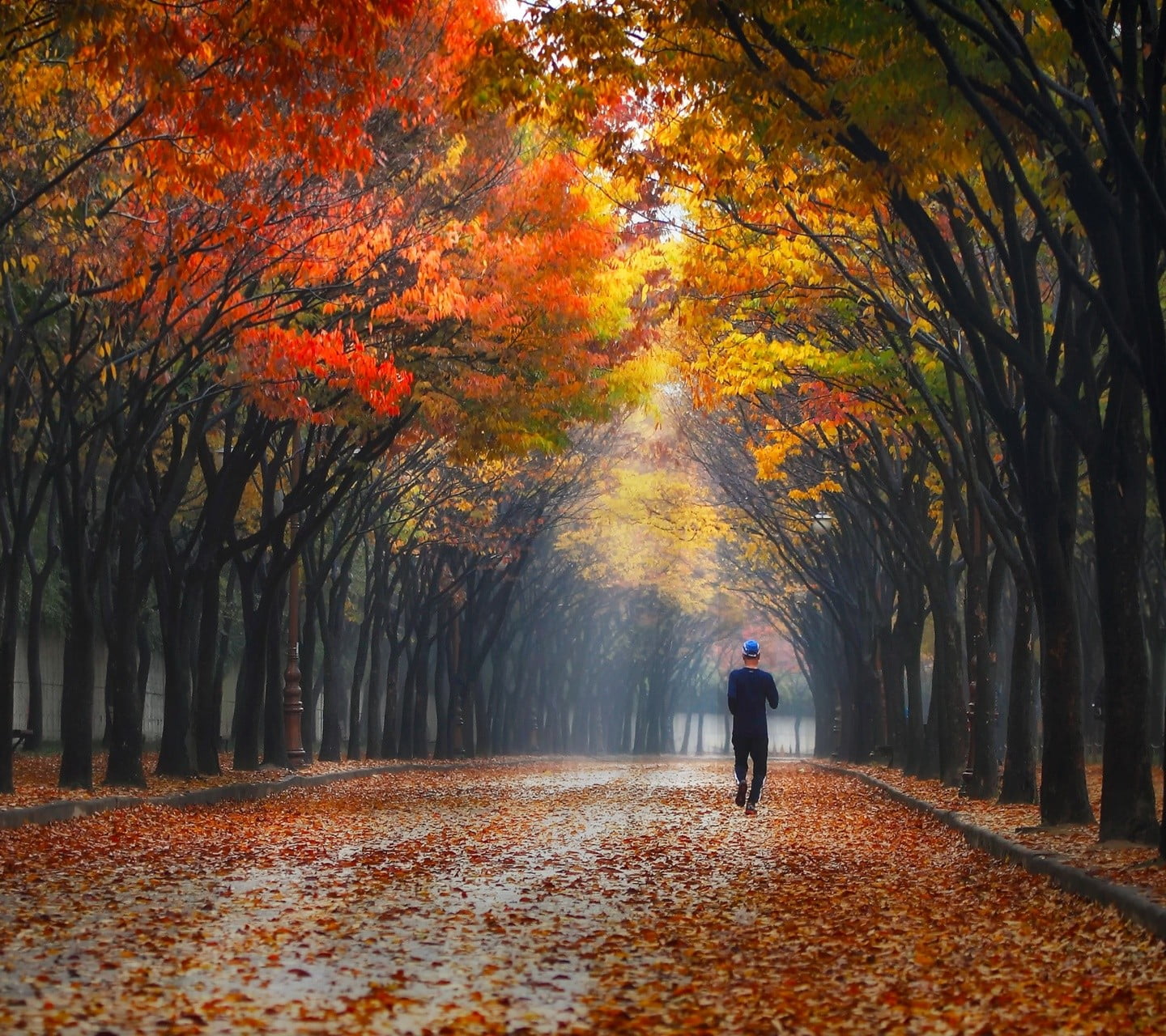 sleeved, full length, the way forward, black, autumn collection, tree, walking, outdoors, s, autumn, one person, leaves, pants, beauty in nature, leaf, HD Wallpaper