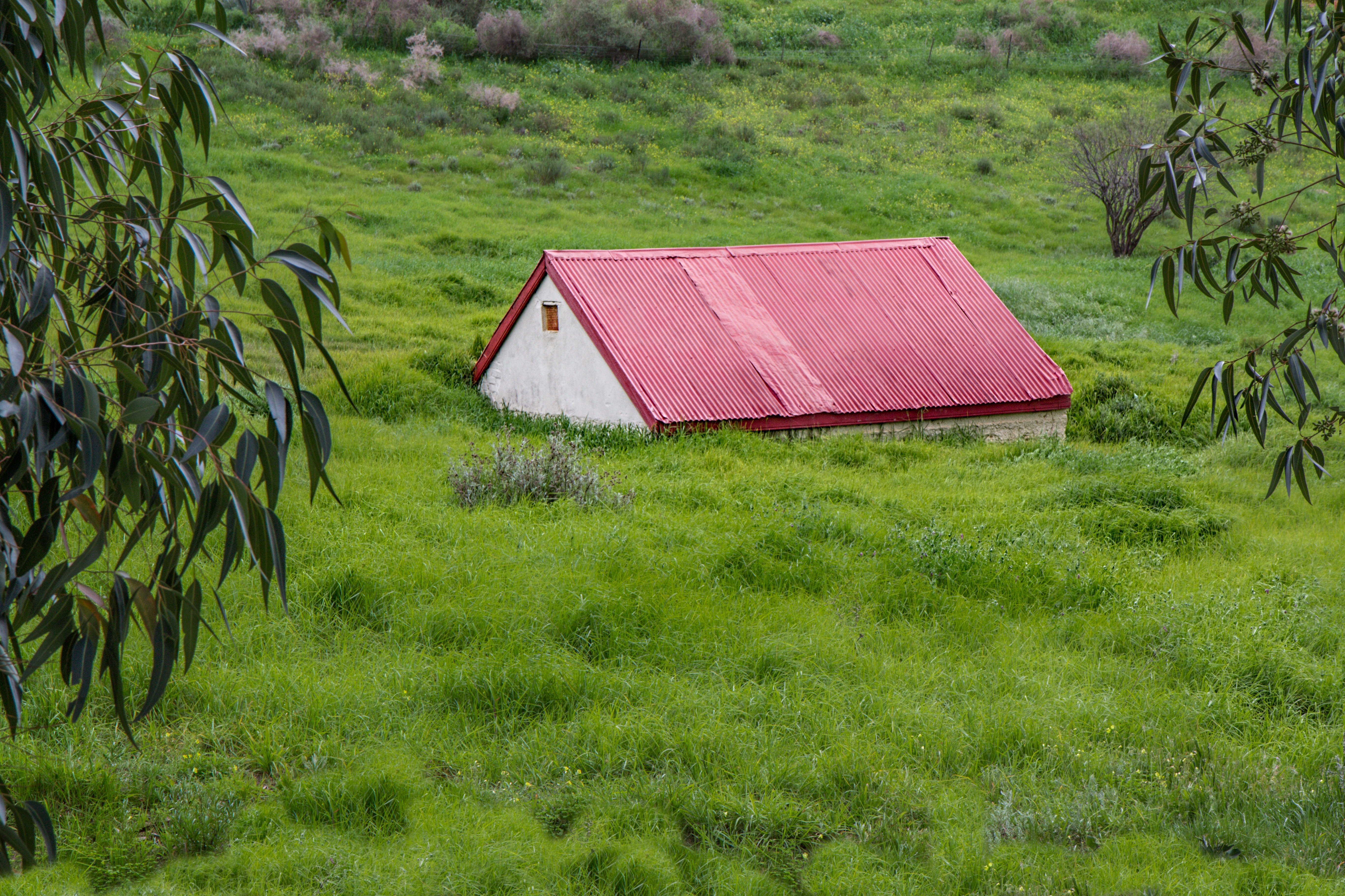 landscape, abandoned, unkempt, peaceful, ruined, day, green, grass, beauty in nature, outdoors, tranquility, growth, land, nature, rural scene, cottage, HD Wallpaper
