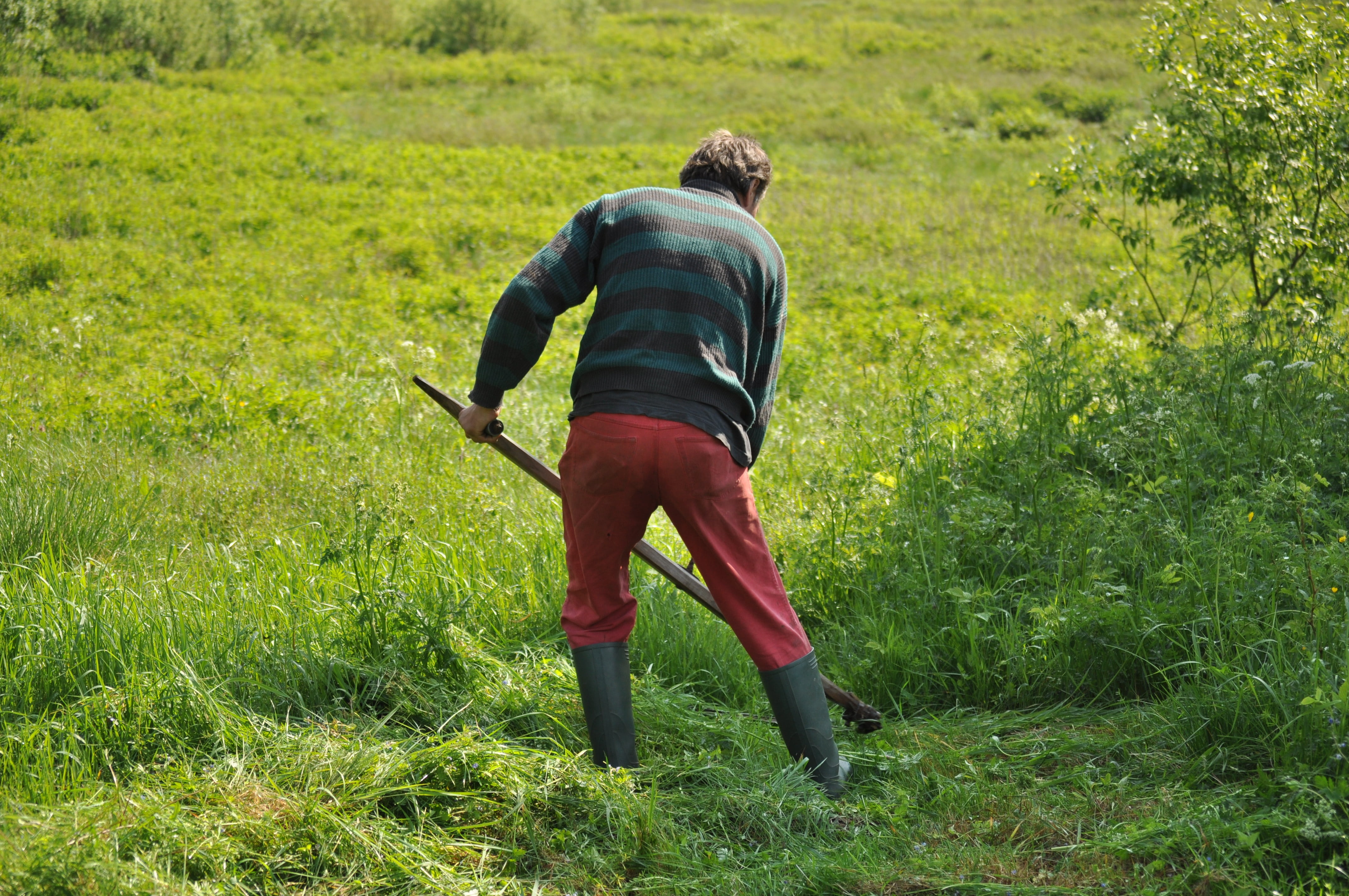 job, people, green, outdoor, holding, shorts, summer, cutting, men, mower, man, 4K, equipment, activity, green color, day, casual clothing, rear view, HD Wallpaper