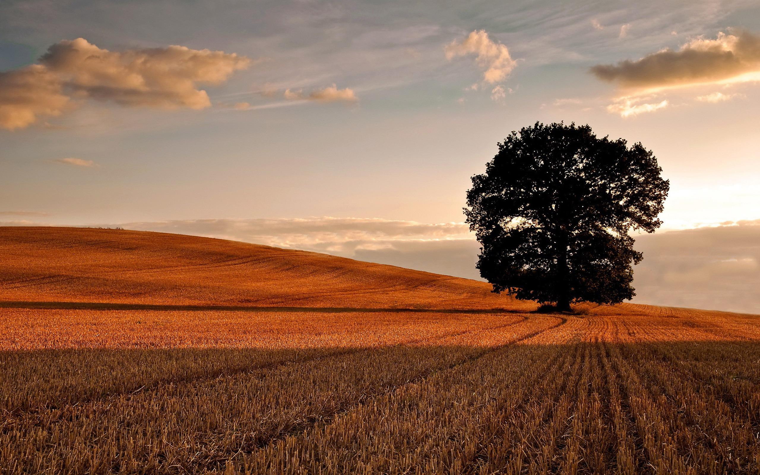 sunrise, 2K, nature, mowed, field, autumn, HD Wallpaper