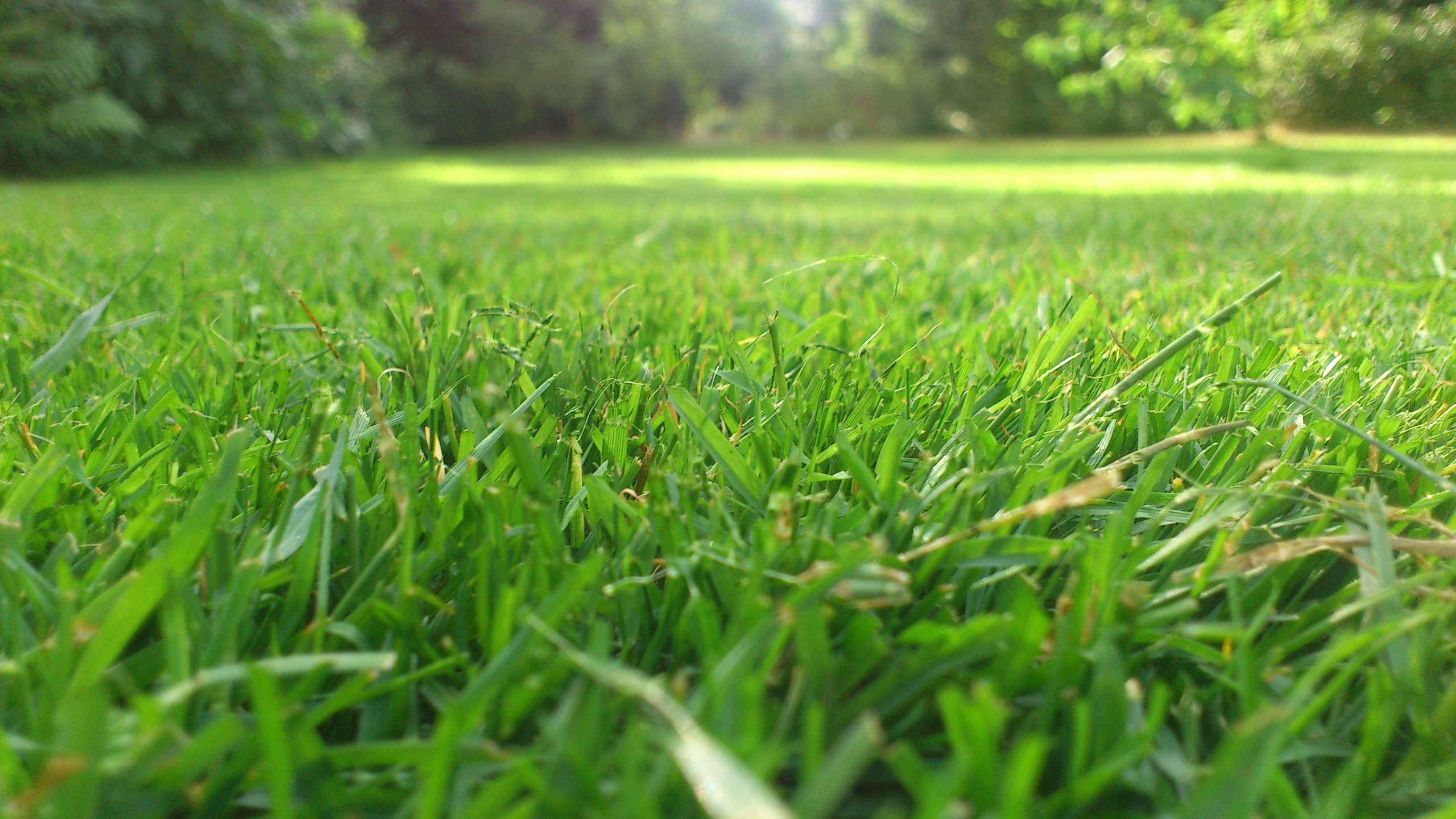 lawn, surface level, green, meadow, no people, shot, 2K, growth, grass, environment, tranquility, freshness, green color, day, mowed, land, tranquil scene, HD Wallpaper