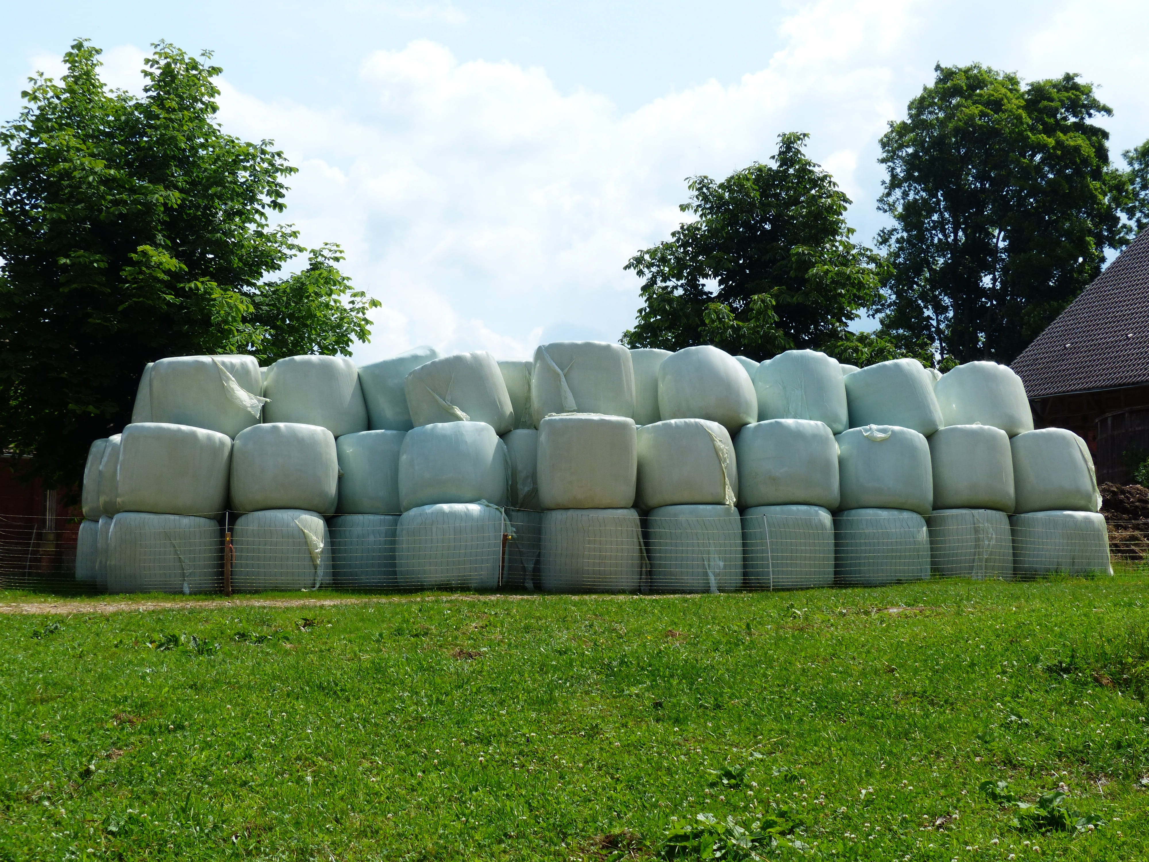 round bales, hay roller, no People, straw, wrap, wrapping, tree, grass bales, about, Straw Bales, meadow, Hay, large group of objects, white, in a row, HD Wallpaper