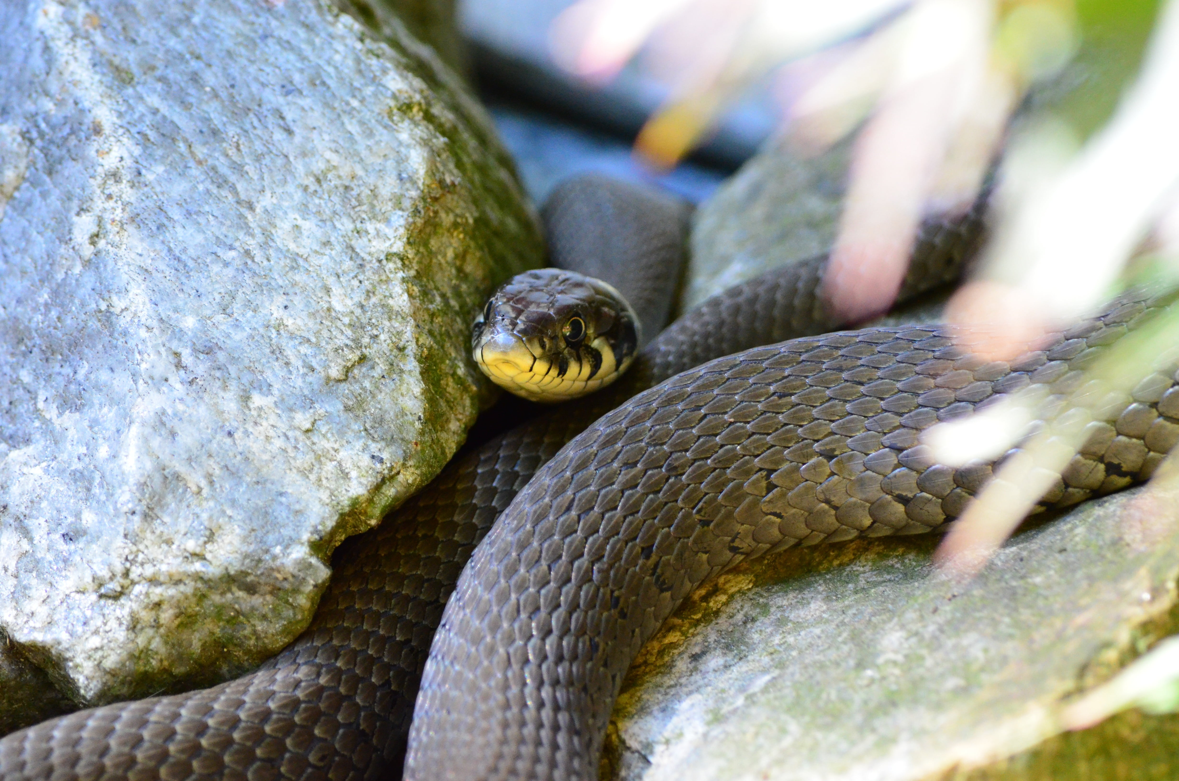selective focus, no people, rock, wildlife, black, one animal, animal body part, vertebrate, close-up, solid, rock - object, snake, mamba, invertebrate, HD Wallpaper