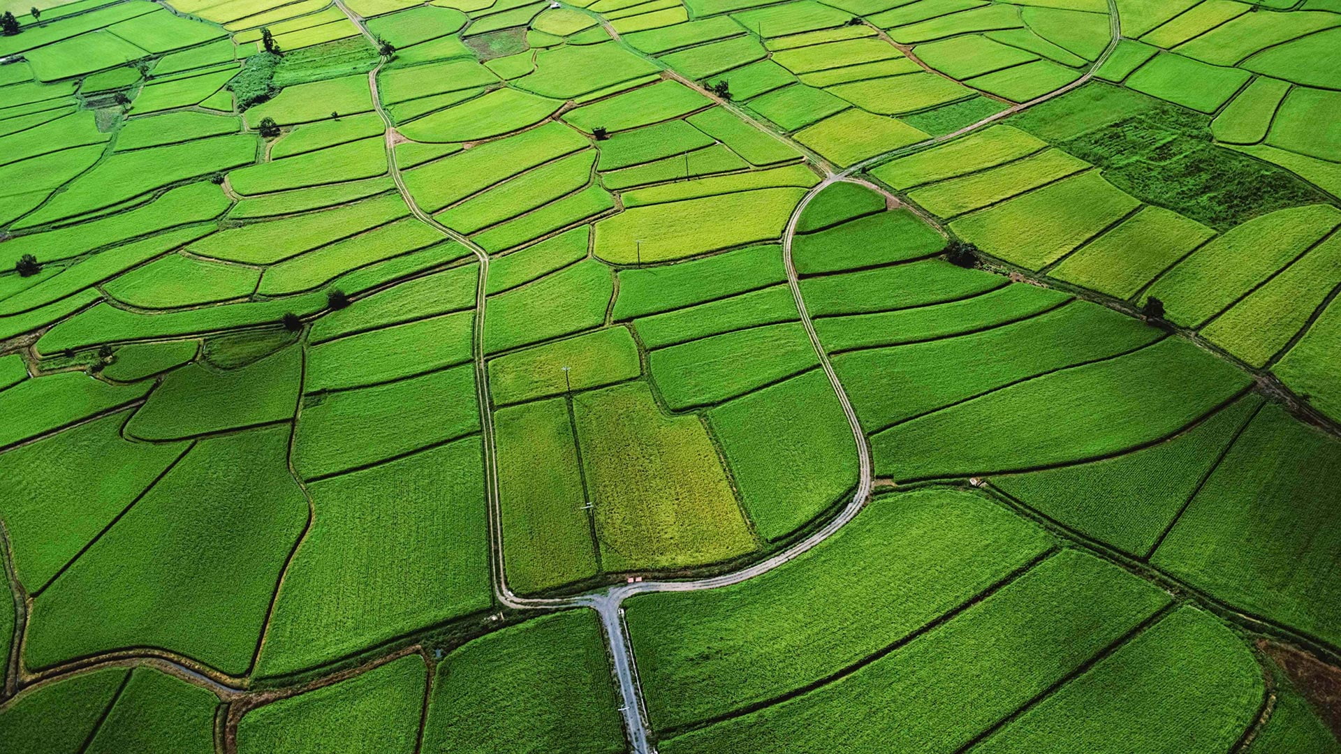black mamba, graphic, close, beauty in nature, full frame, 1080P, digital, outdoors, rural scene, green color, design, aerial view, landscape, no people, HD Wallpaper