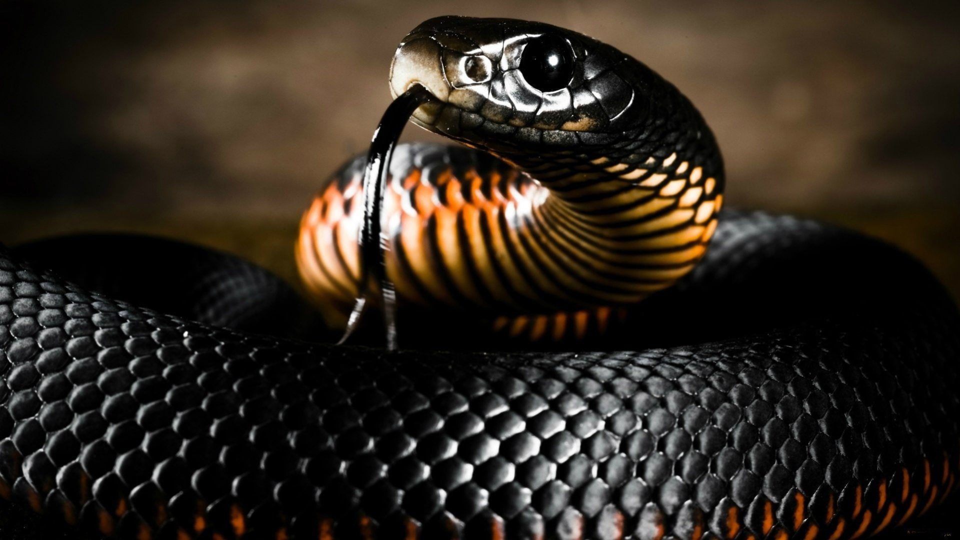 black, Mamba, 1080P, snake, HD Wallpaper