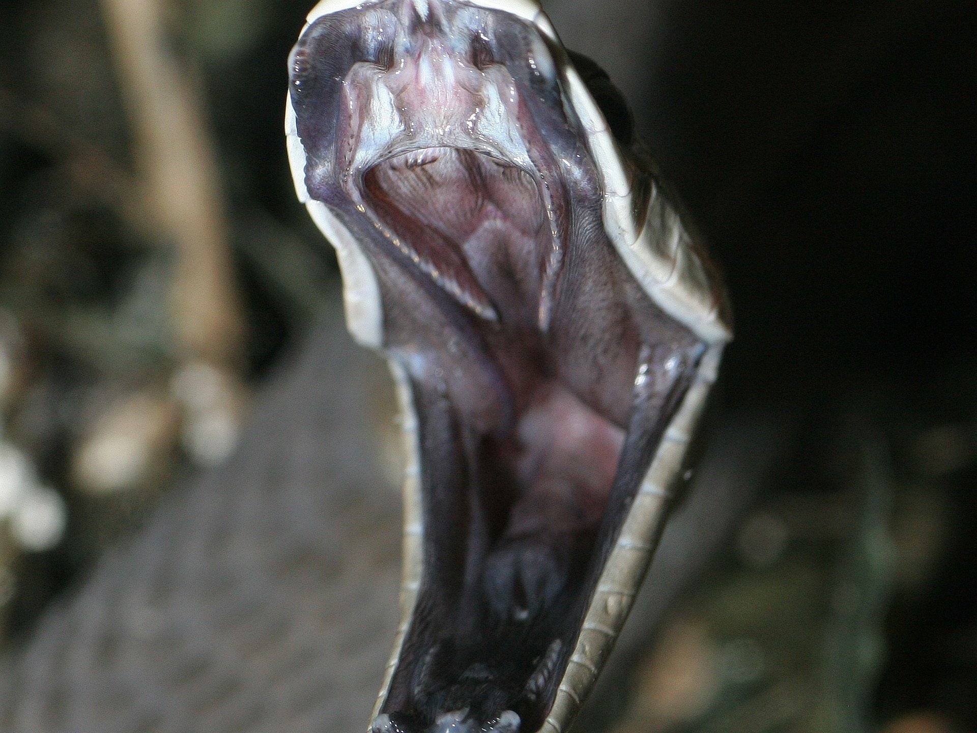 Reptiles, 1080P, Black Mamba, HD Wallpaper