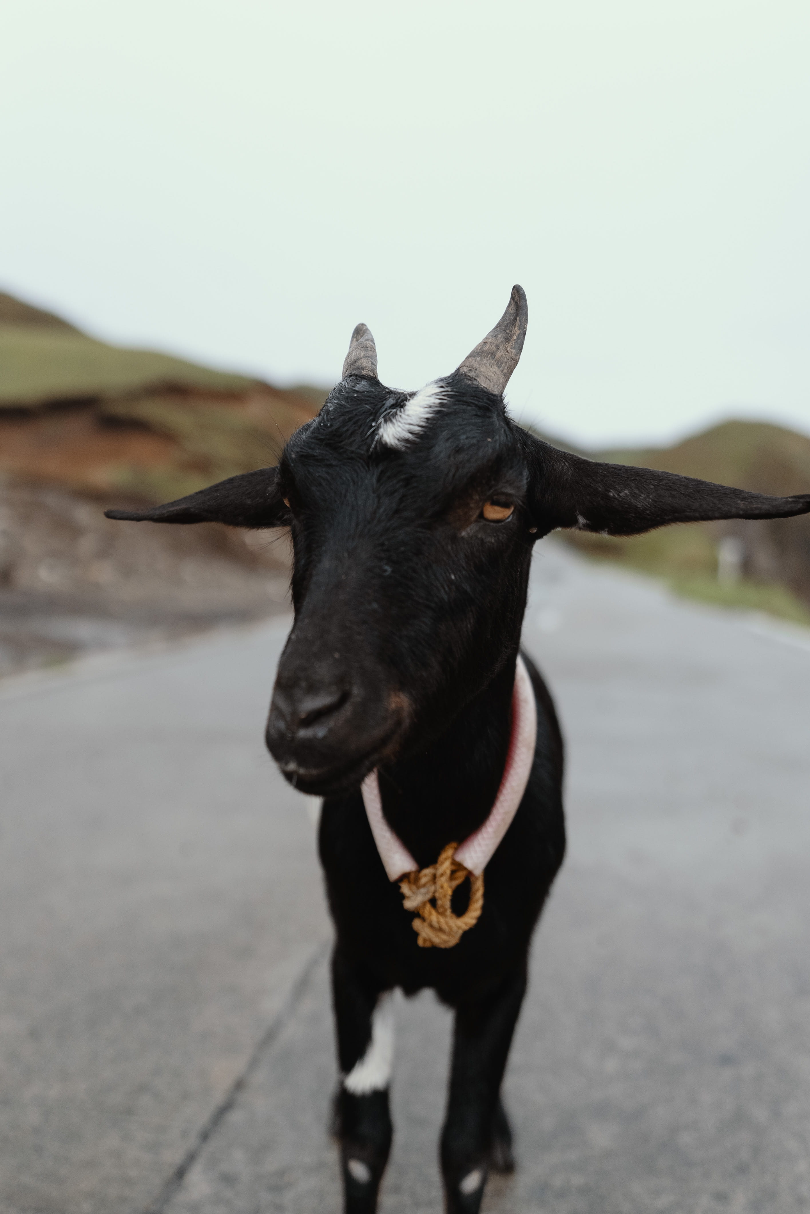 outdoors, photography, batane, portrait, bull, one animal, goat, domestic animals, cozy, selfie, standing, sony alpha, pet, batan, animal, nature, black mamba, Phone HD Wallpaper