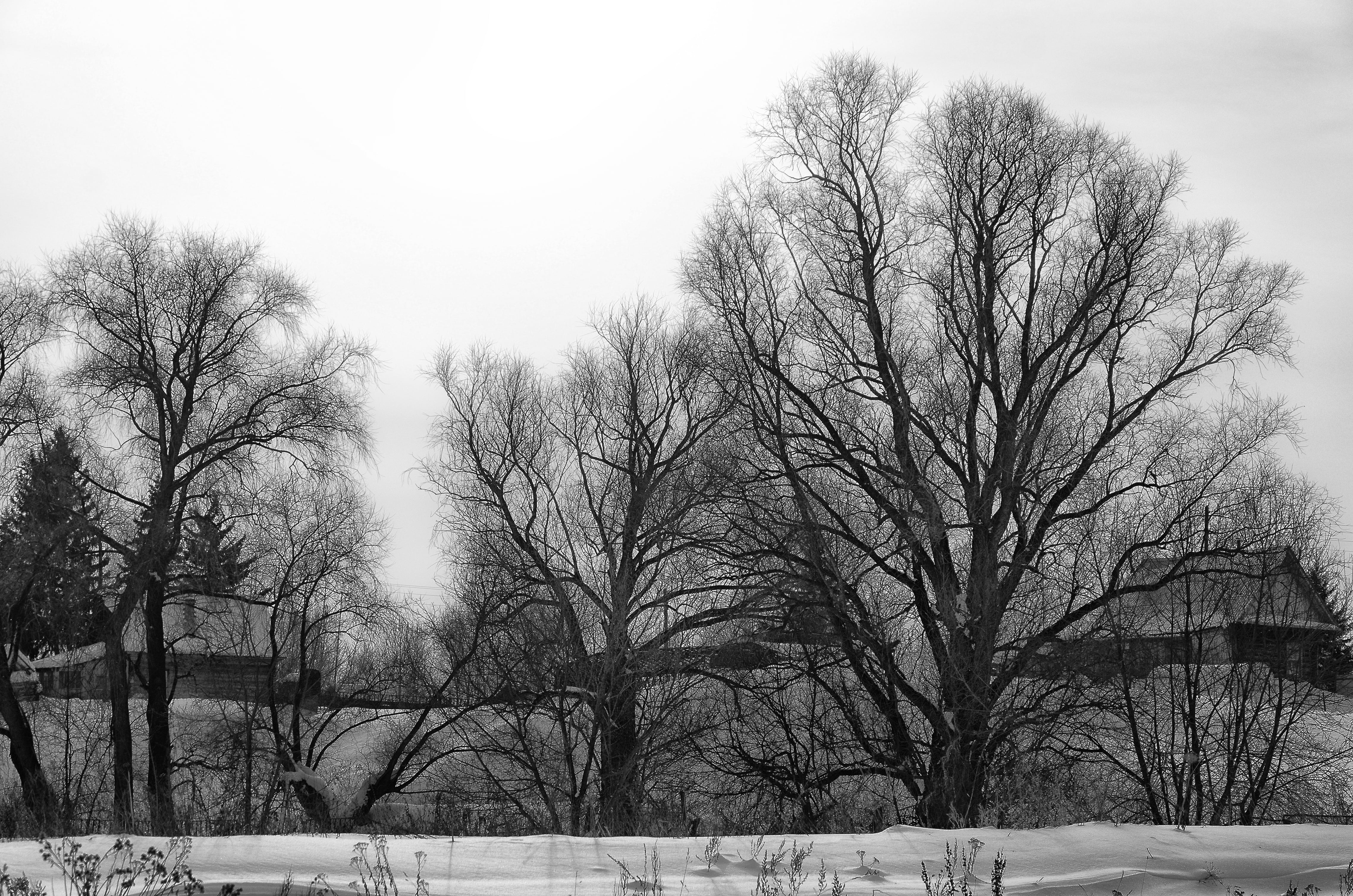 village, nature, cold temperature, cold, outdoors, no people, branch, winter sun, day, scenics - nature, sky, russian village, landscape, environment, bw, HD Wallpaper