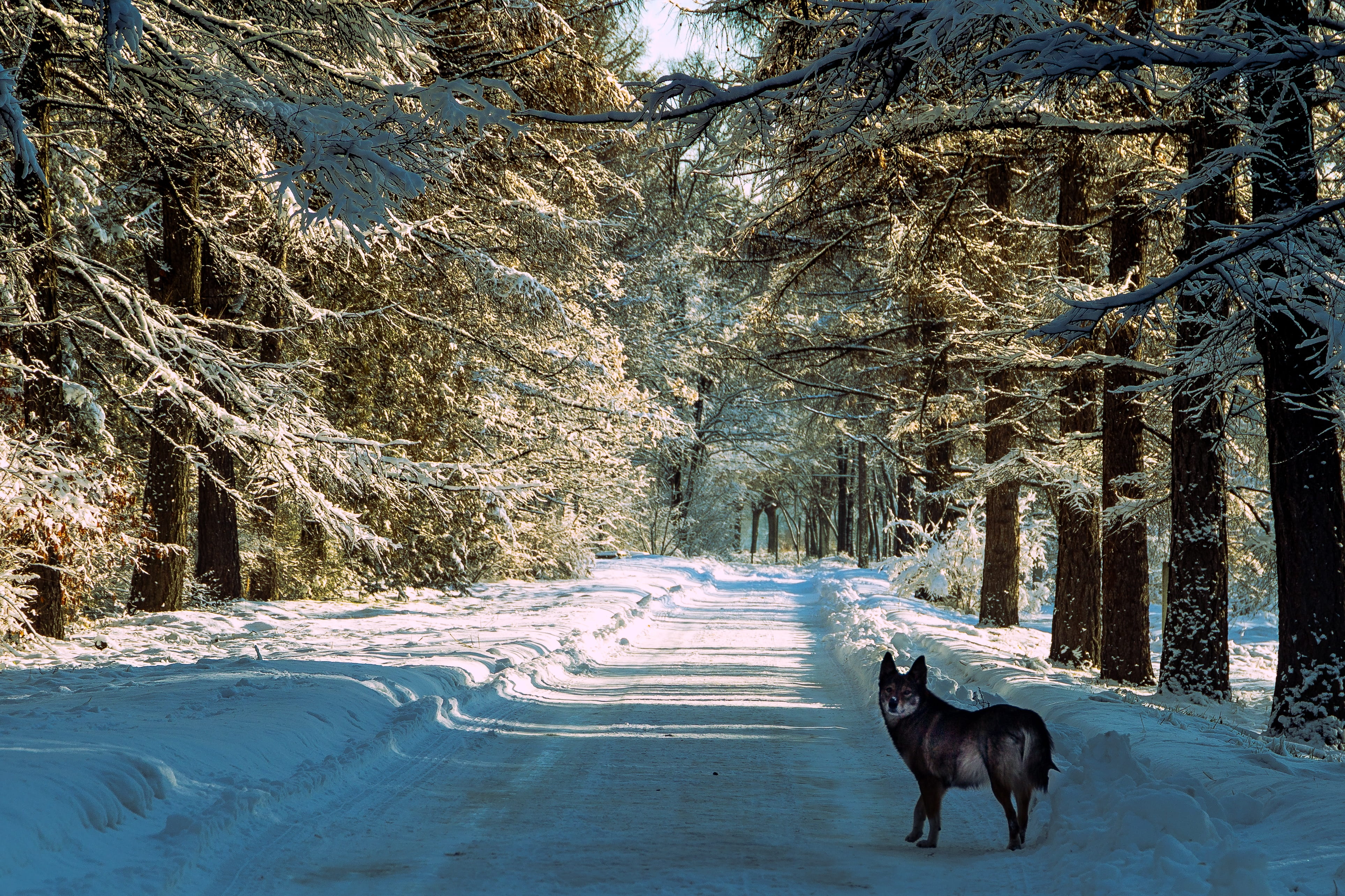 one animal, black, domestic animals, animal, animal wildlife, fields, winter forest, trees, wolf, plant, forest, animal themes, coldly, snow, nature, dog, HD Wallpaper