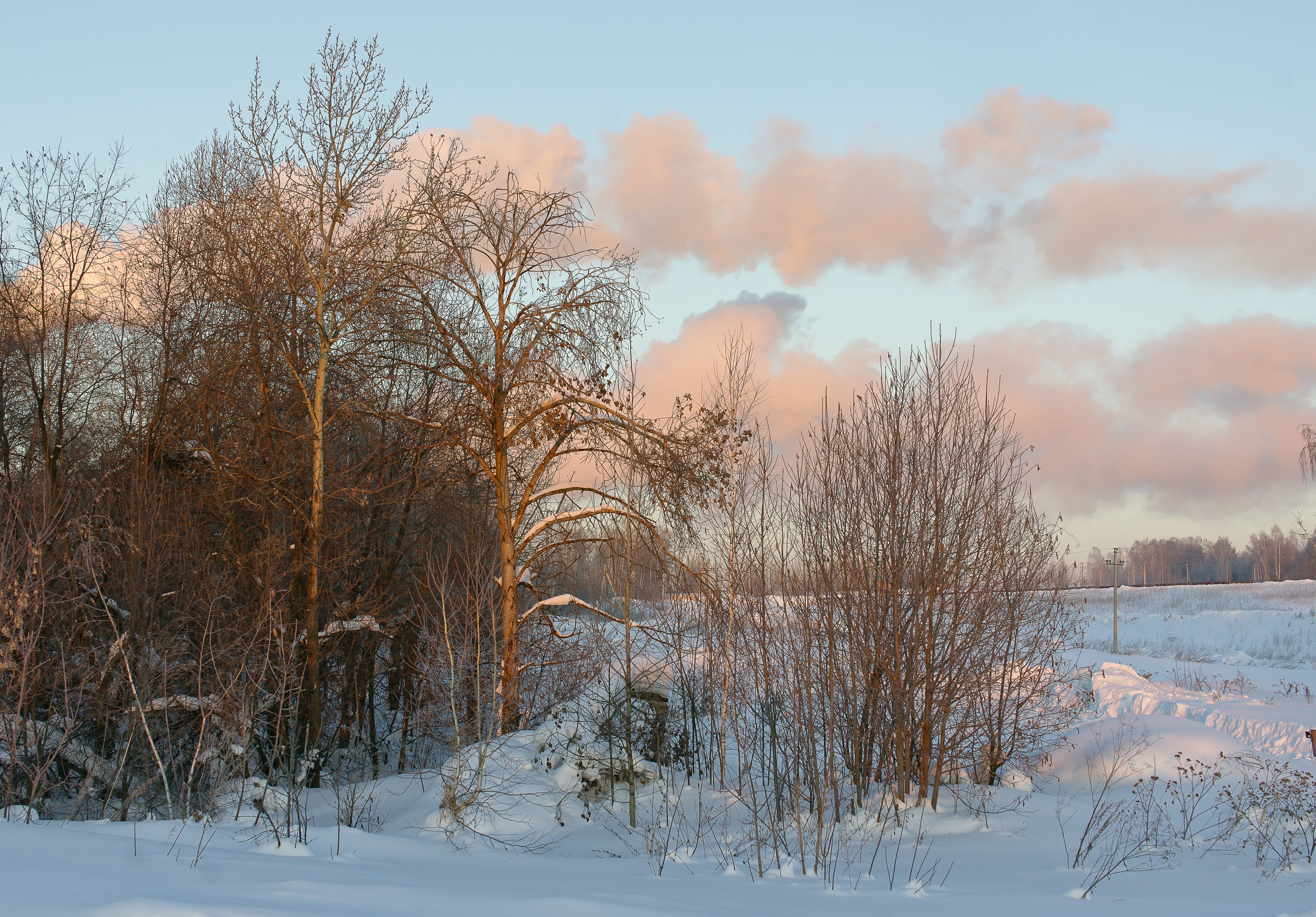 coldly, beautiful, bare tree, snow, landscape, tree, blue, no people, covering, forest, park, texture, sky, beauty in nature, 5K, cold temperature, clouds, HD Wallpaper