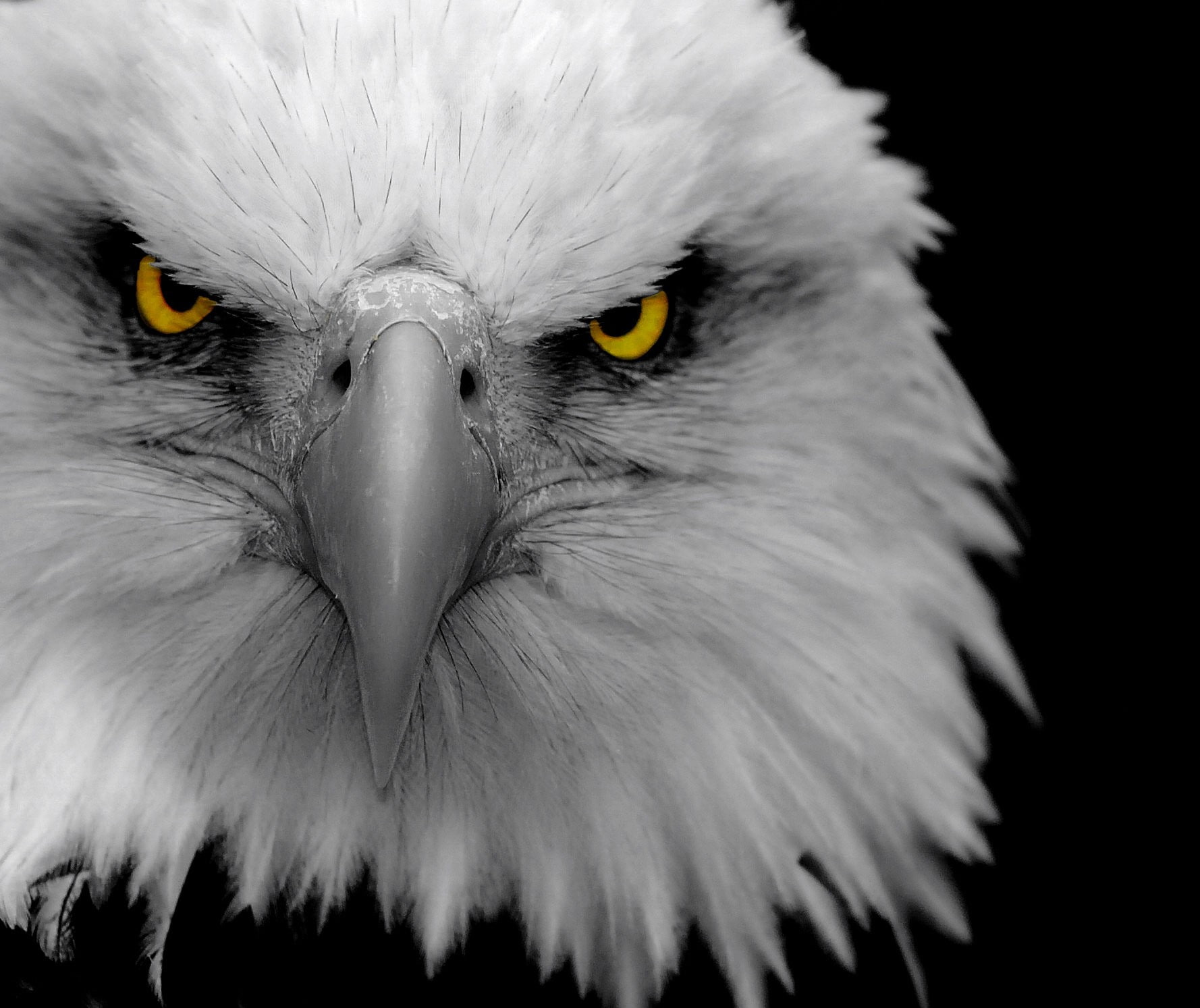 white, anger, art, Black, eagle, eagles, eye, animals, hd, x, 720P, birds, feathers, HD Wallpaper