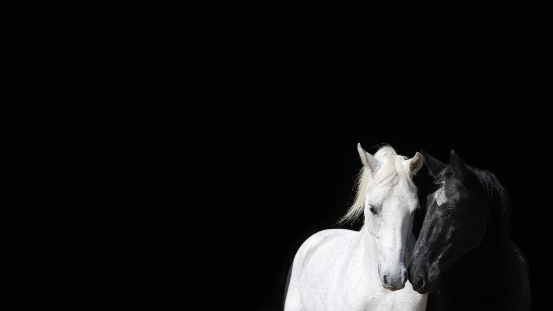 color, black and white, x, hd, contrast, black, white, horses, 1080P, animals, art, HD Wallpaper