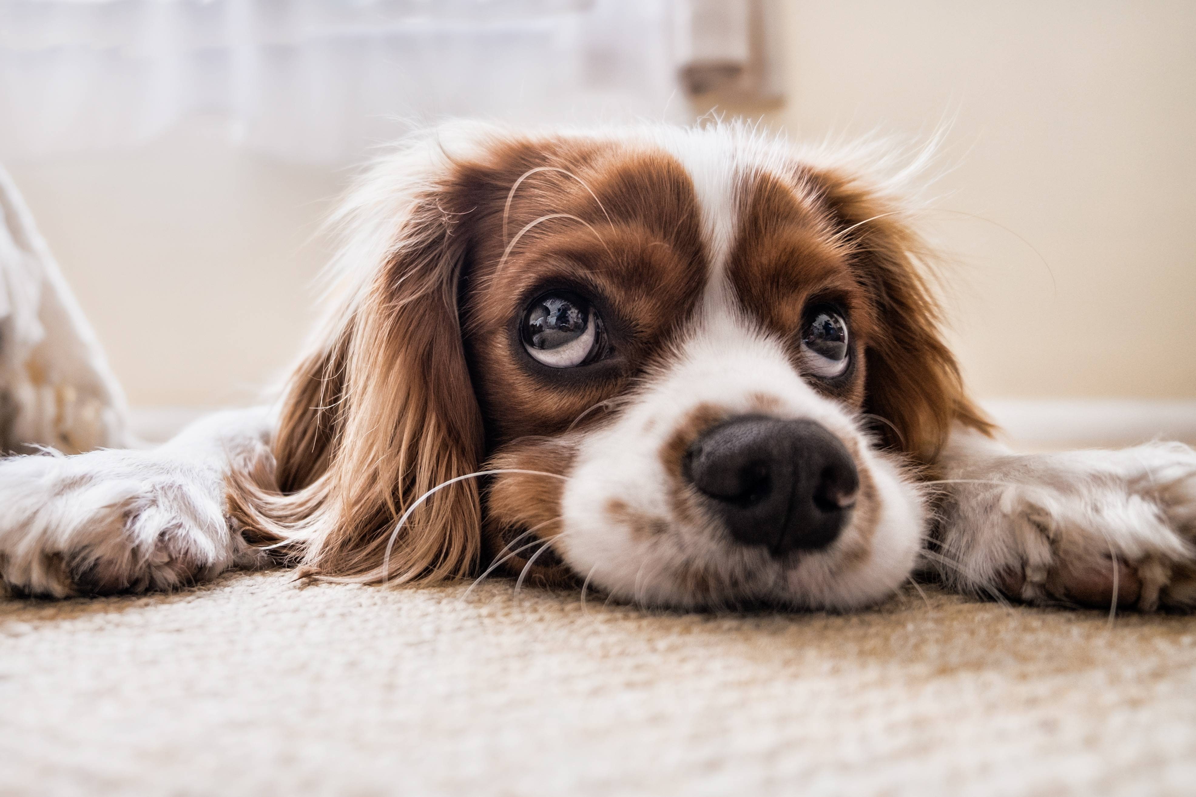 sad, waiting, puppy, dog, 4K, floor, pet, animal, HD Wallpaper