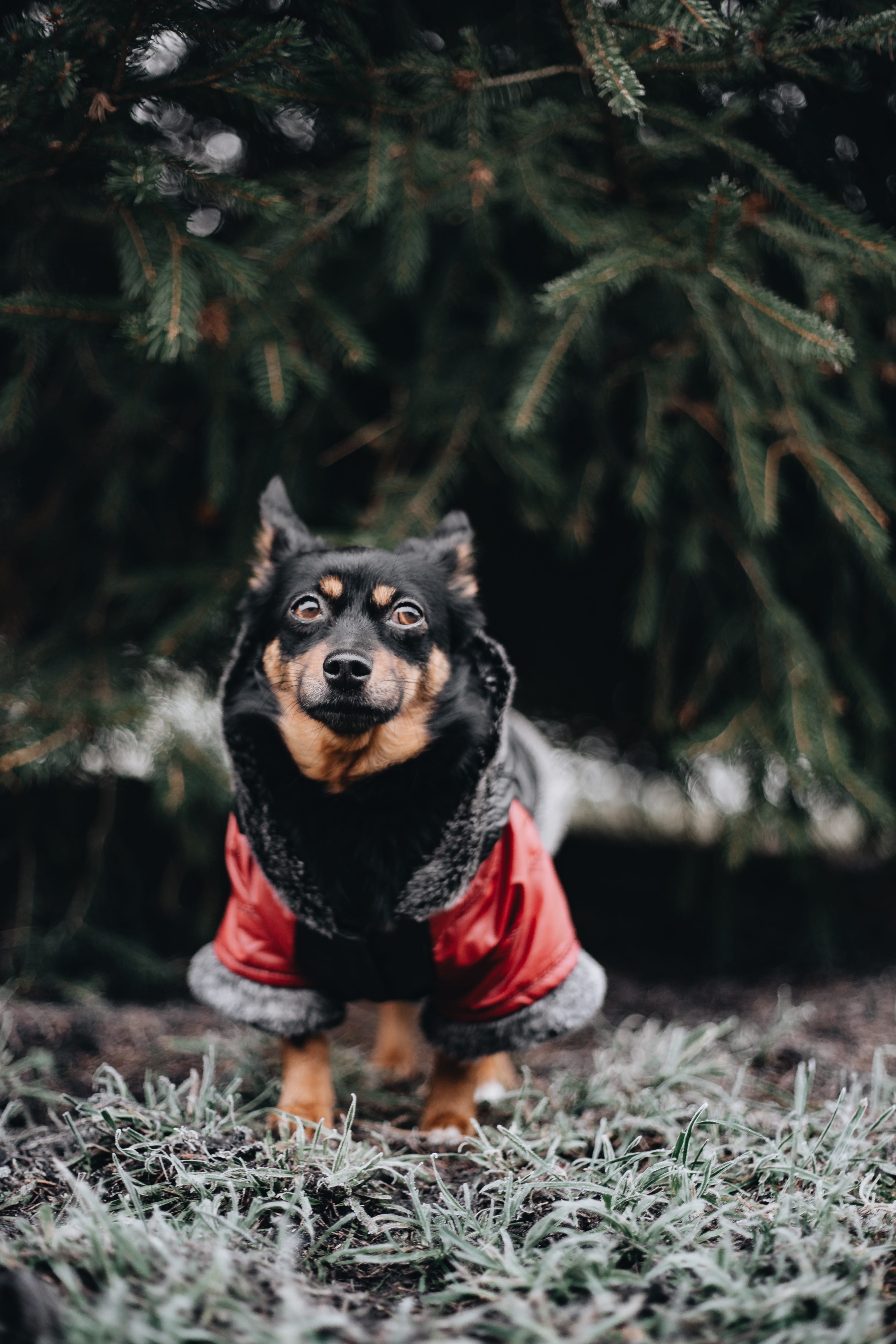 vertebrate, puppy, warm, cold, small, canine, growth, nature, day, clothing, domestic, animal, mammal, pets, pet, 5K, jacket, dog, tree, outdoors, field, Phone HD Wallpaper