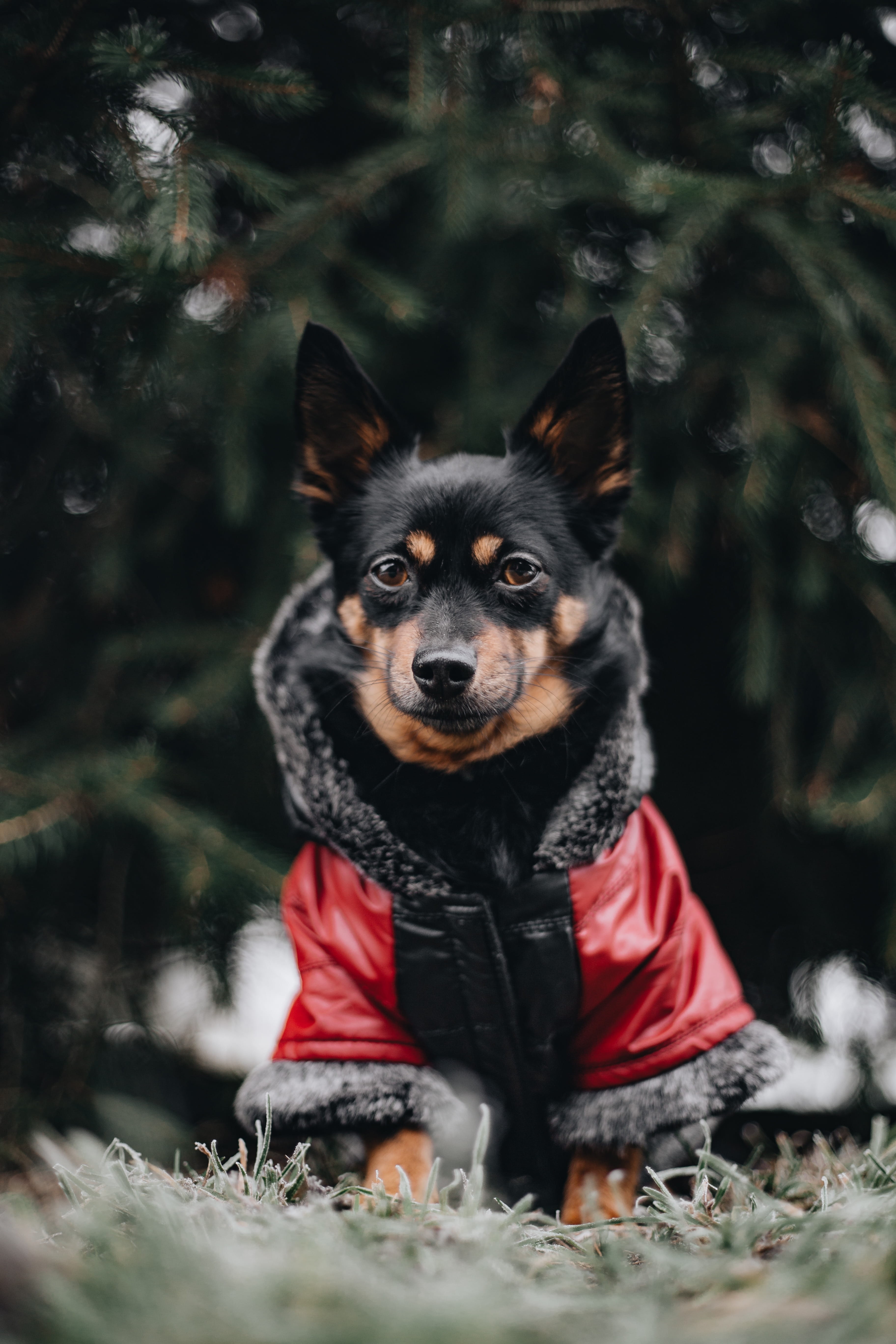 one animal, 5K, pet, dog, nature, animal, domestic, puppy, looking at camera, clothing, black color, focus on foreground, land, vertebrate, canine, mammal, Phone HD Wallpaper