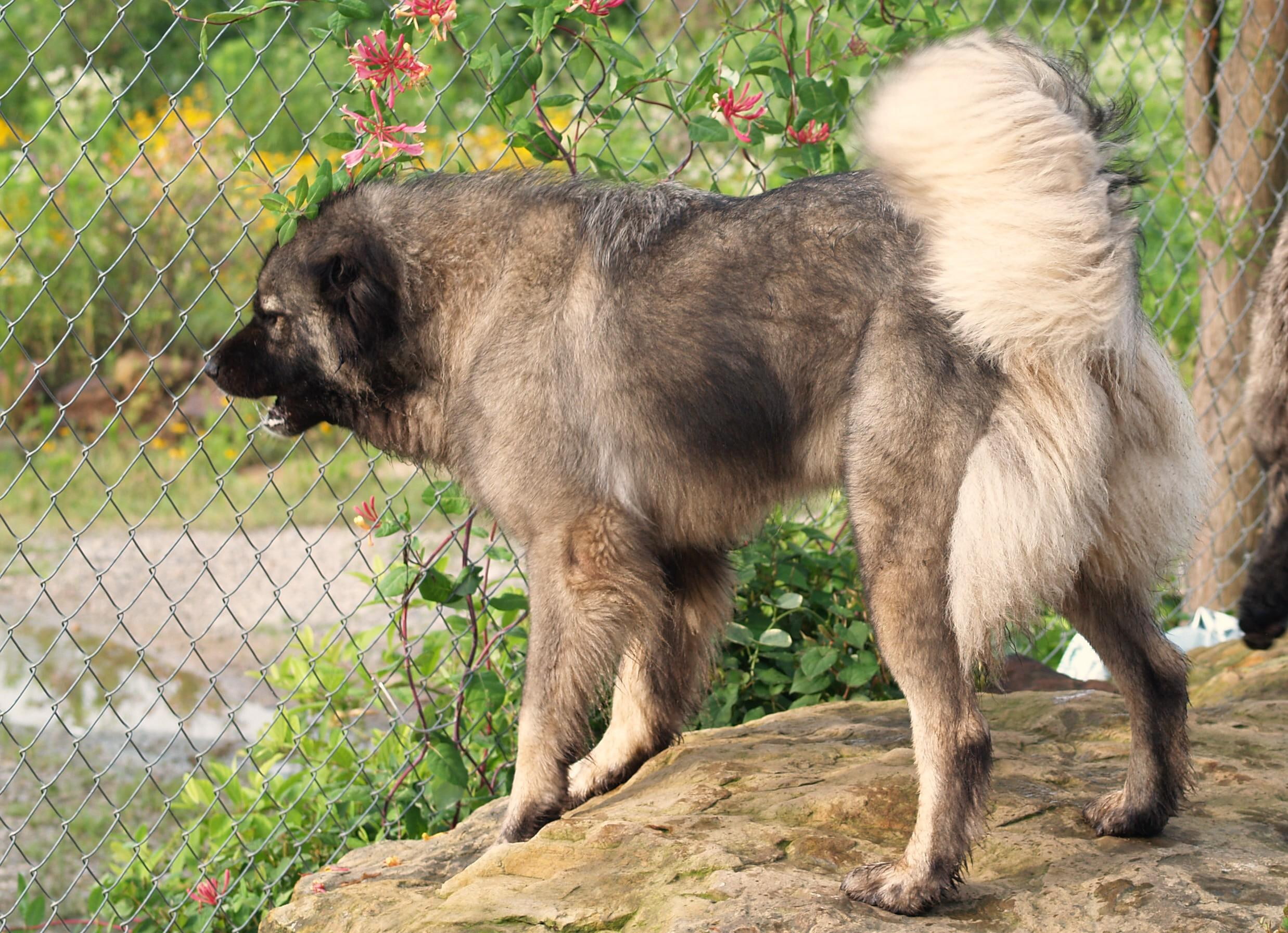 1080P, courageous, caucasian, dogs, caucasian ovcharkas, ovcharka, animals, HD Wallpaper