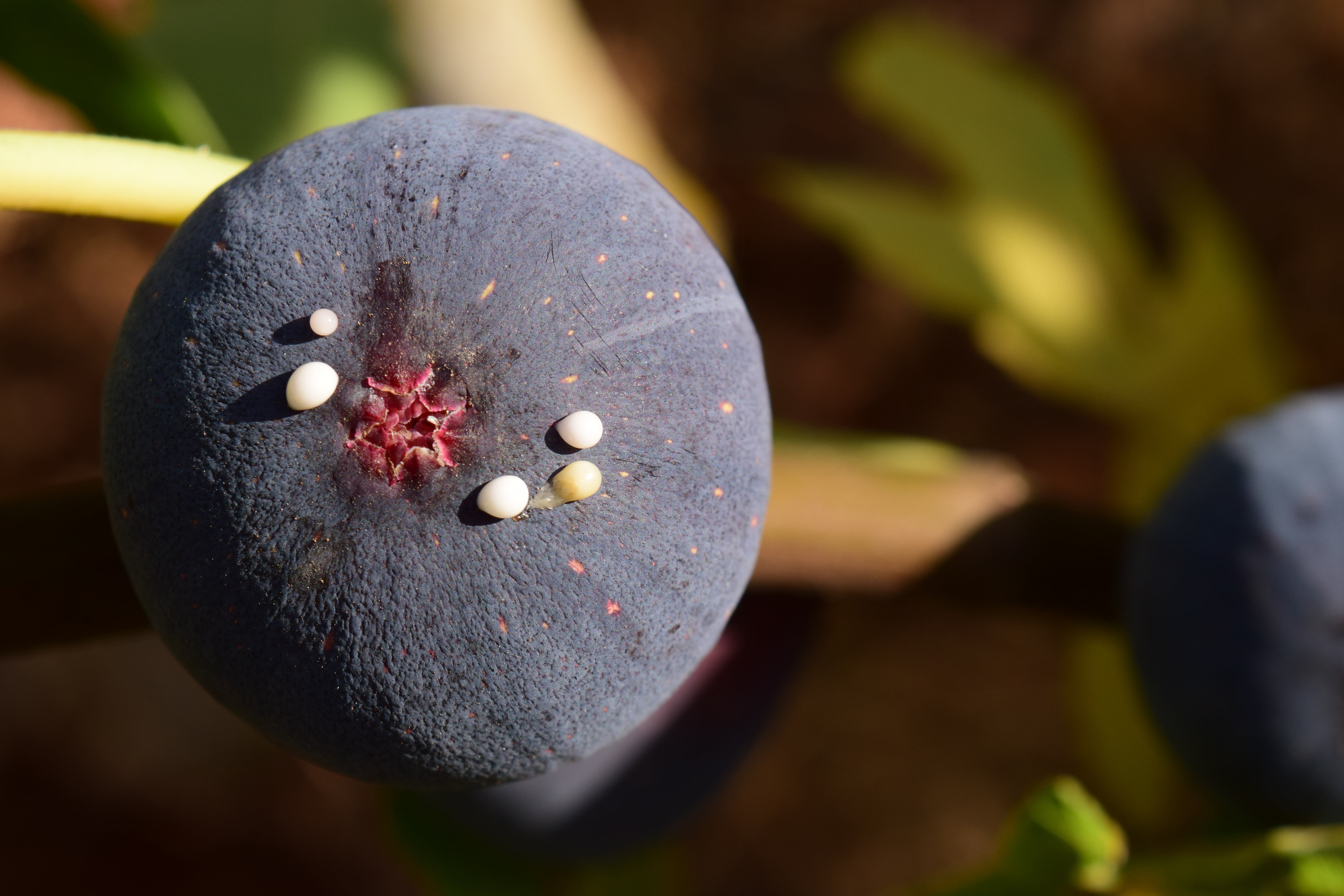 mediterranean, nature, day, berry fruit, drip, food, close-up, focus on foreground, blueberry, close, blue cowardly, ripe, still life, outdoors, 5K, wellbeing, HD Wallpaper