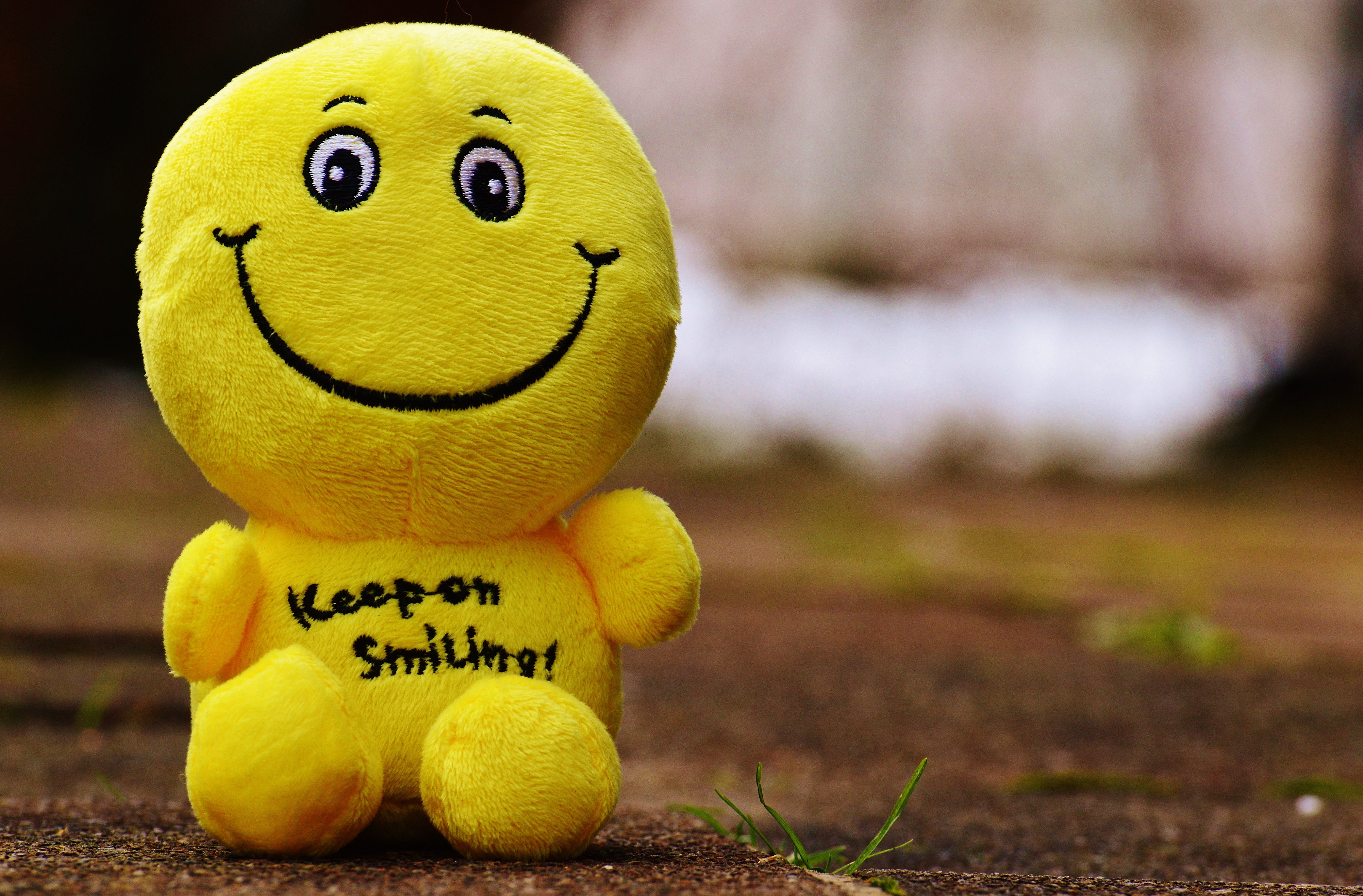laugh, laughing face, stuffed toy, smiley, animal, happy, emotion, start, communication, smiling, text, soil, fun, good mood, photography, focus on foreground, HD Wallpaper