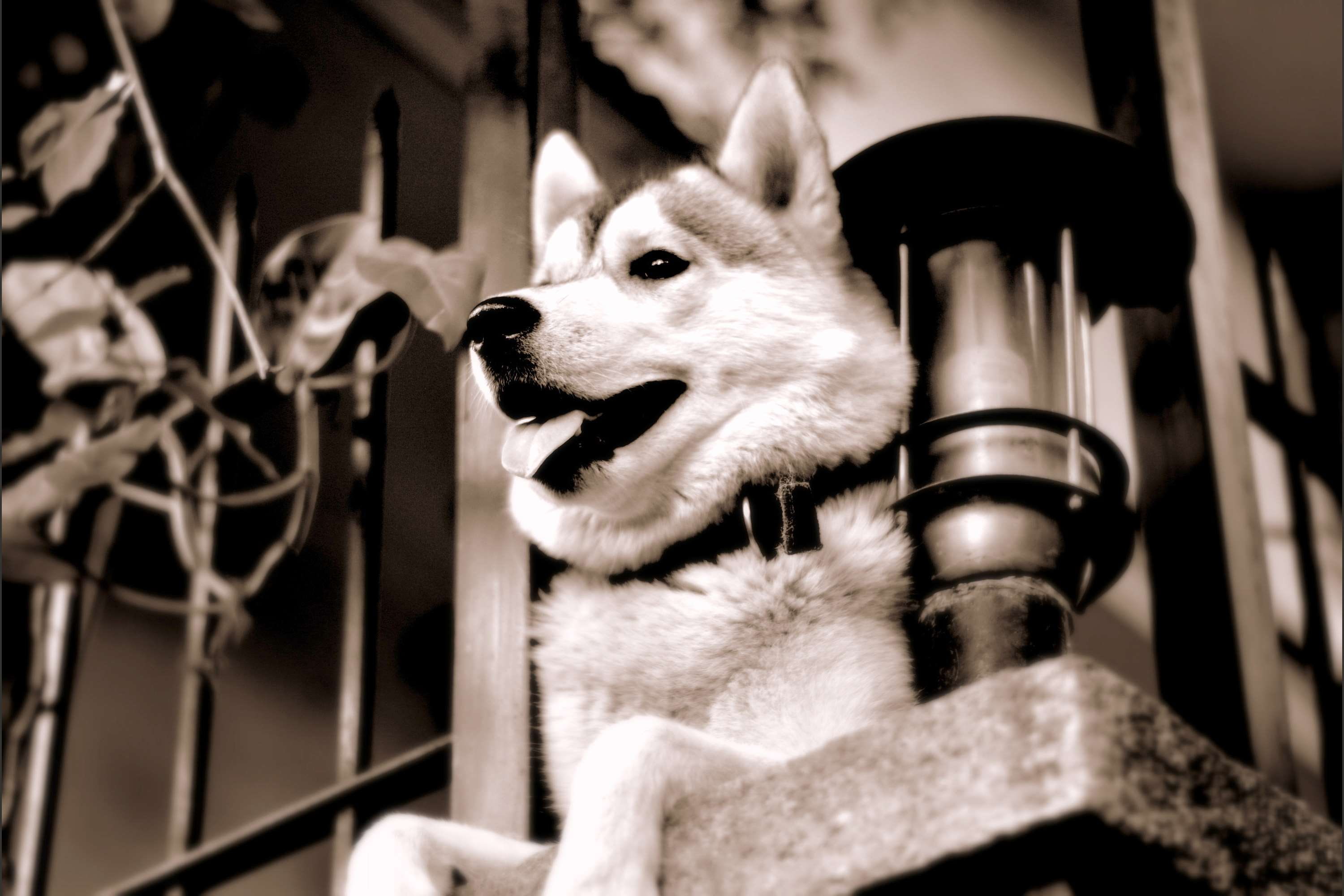 animal body part, puppy, futuristic, 2K, animal themes, metal, close-up, canine, domestic, animal, ivy, focus on foreground, looking away, zen, one animal, HD Wallpaper