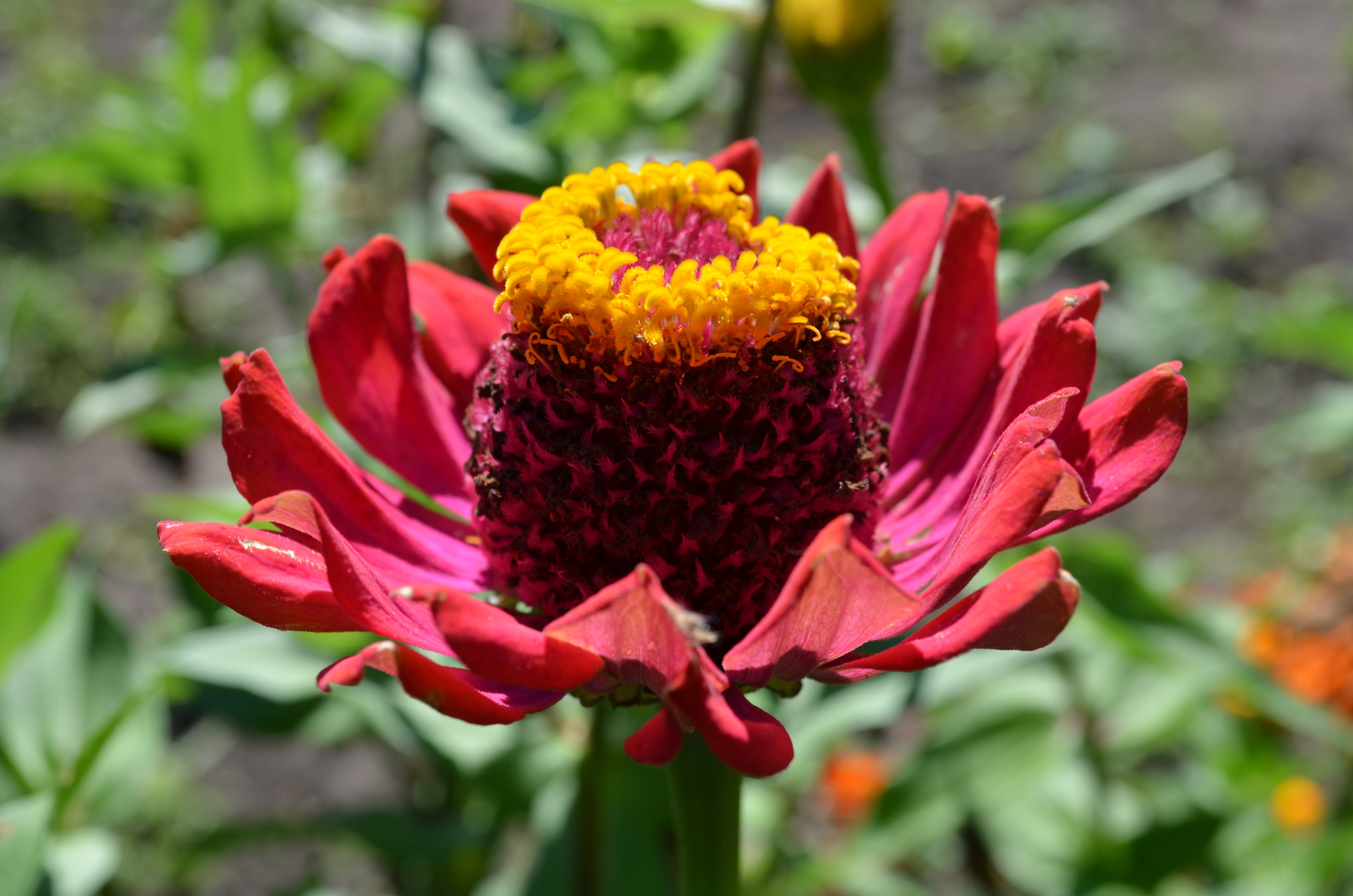 vulnerability, flowering plant, 4K, growth, no people, fragility, red flower, freshness, red, day, plant, close-up, Maj, inflorescence, outdoors, focus on foreground, HD Wallpaper