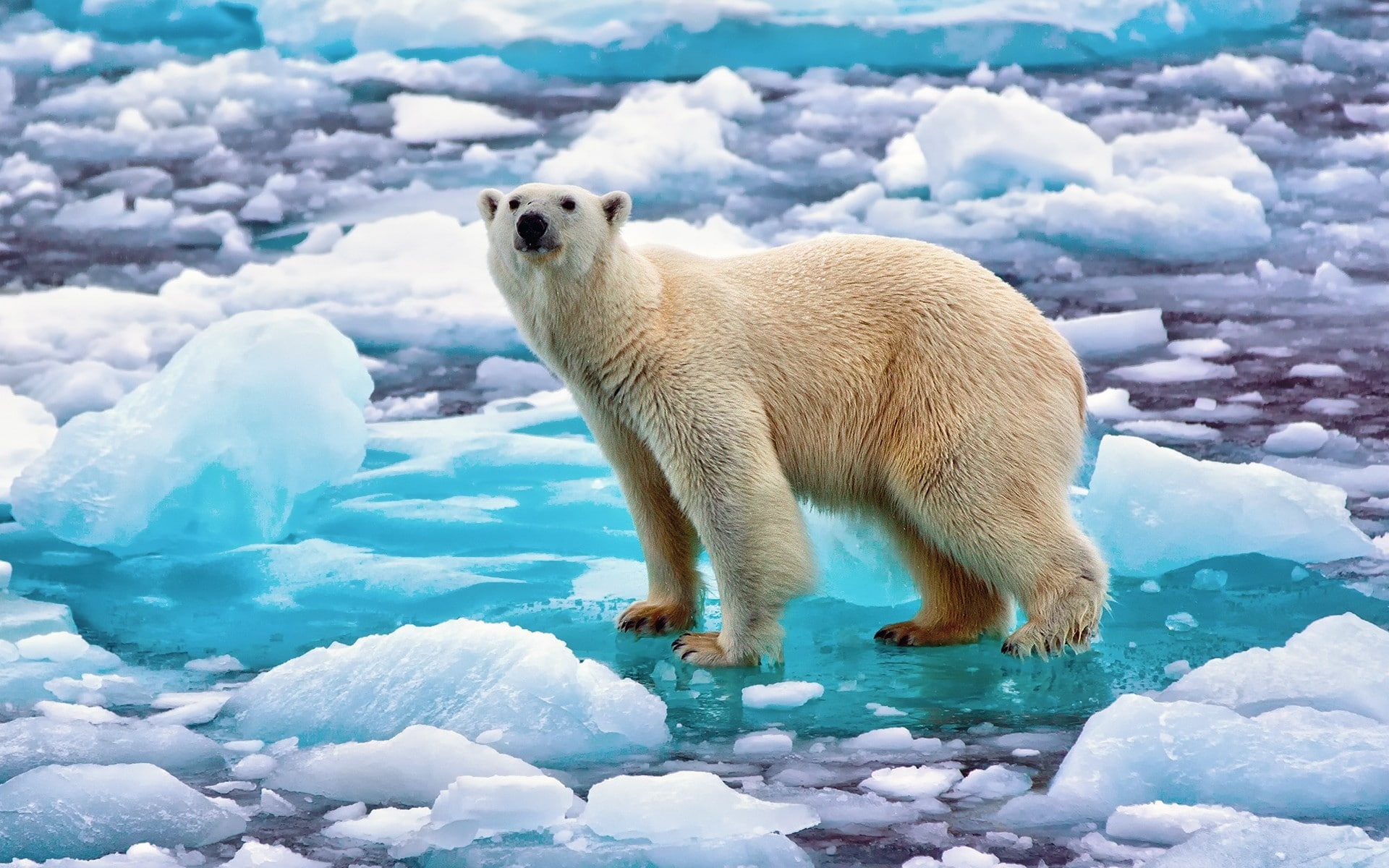 polar, polar bear, ice, bear, 1080P, norway, HD Wallpaper