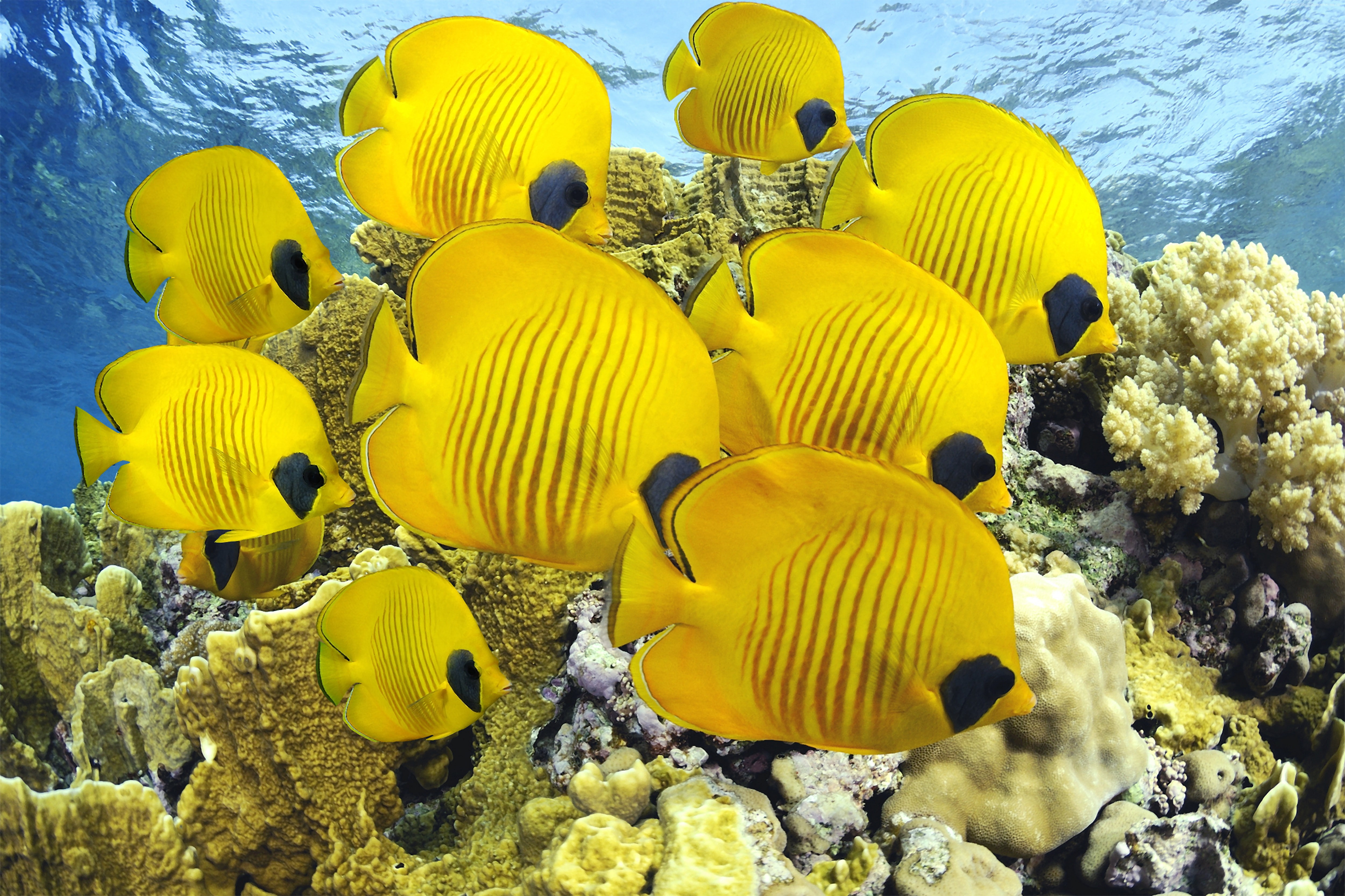 4K, Best Diving Sites, underwater, Butterflyfish, coral, HD Wallpaper
