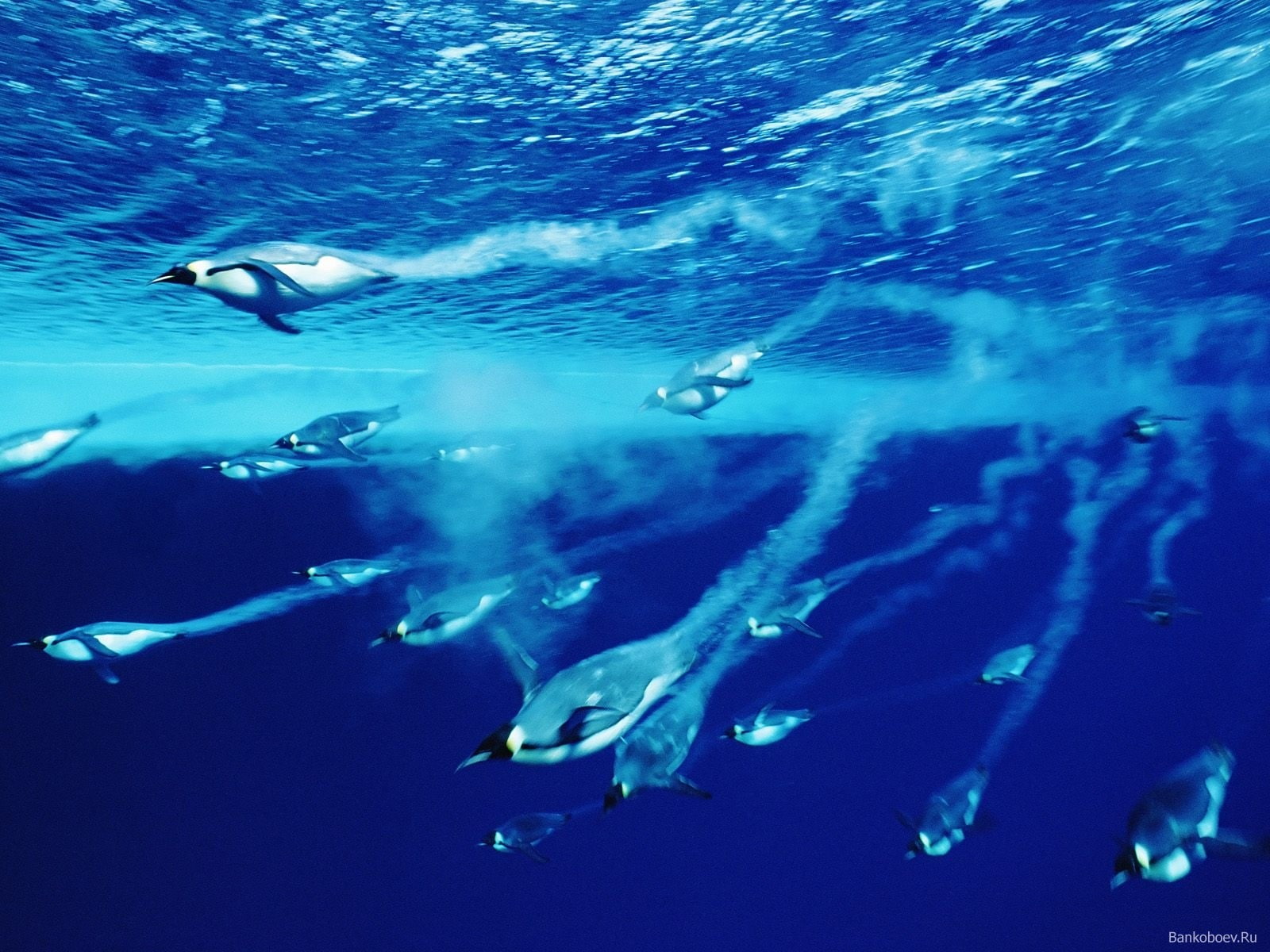 underwater, sea, penguins, wildlife, 720P, animals, blue, HD Wallpaper