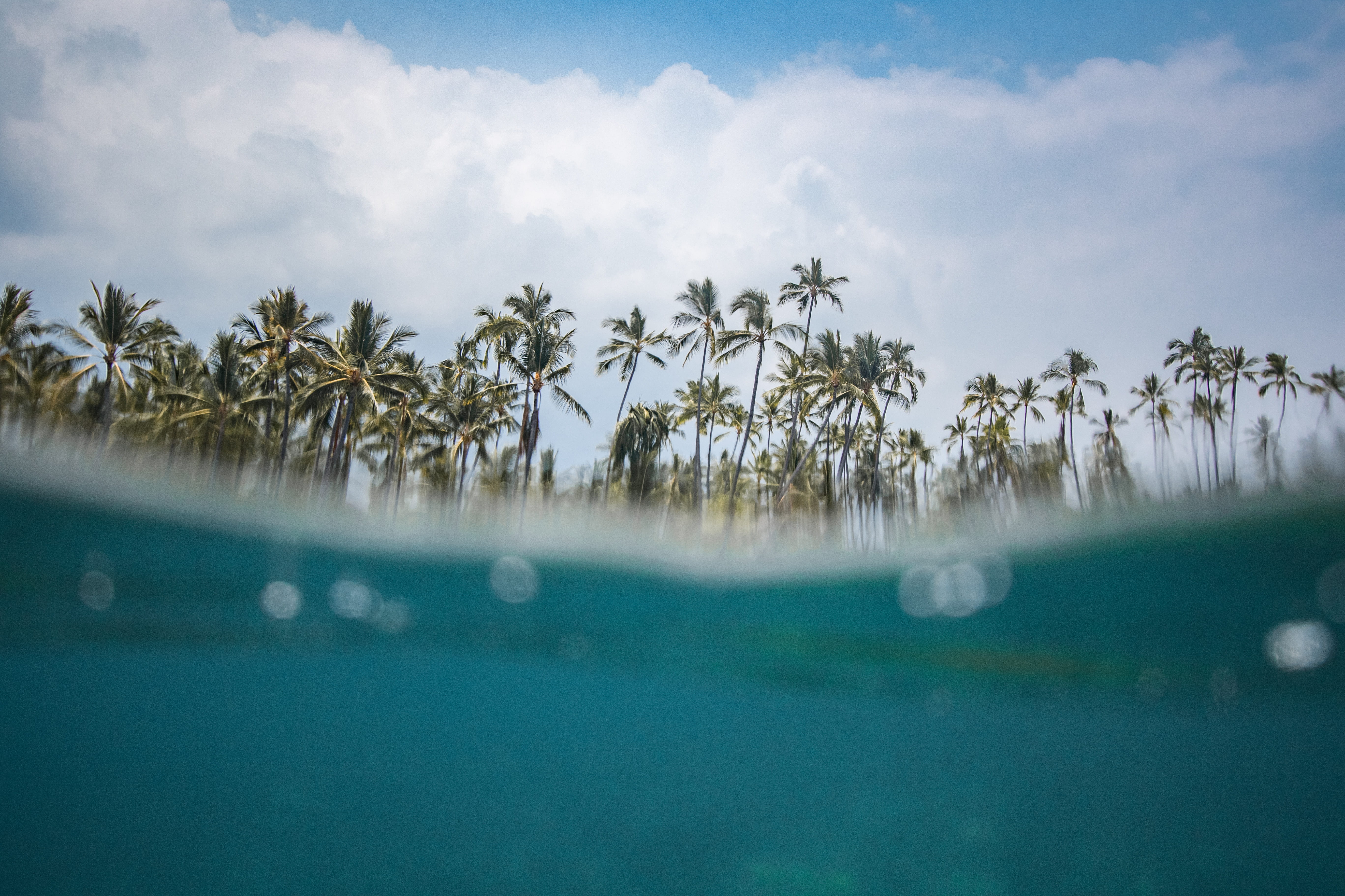no people, coconut, green, photography, blue, underwater, tropical tree, swim, tree, hawaii, land, submerged, plant, sunlight, scenics - nature, HD Wallpaper
