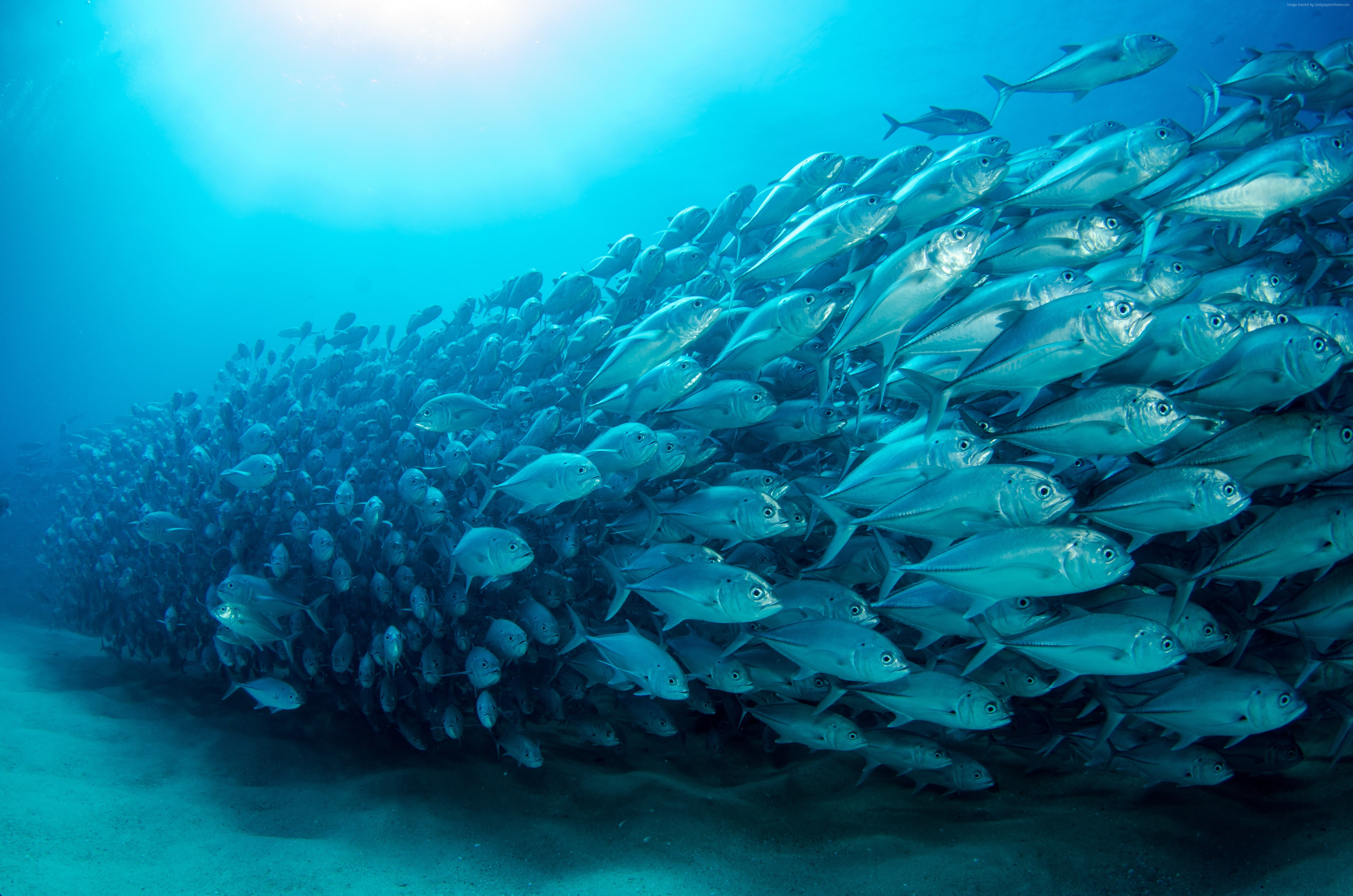 ocean, sea, diving, 4K, 5K, fish, underwater, HD Wallpaper