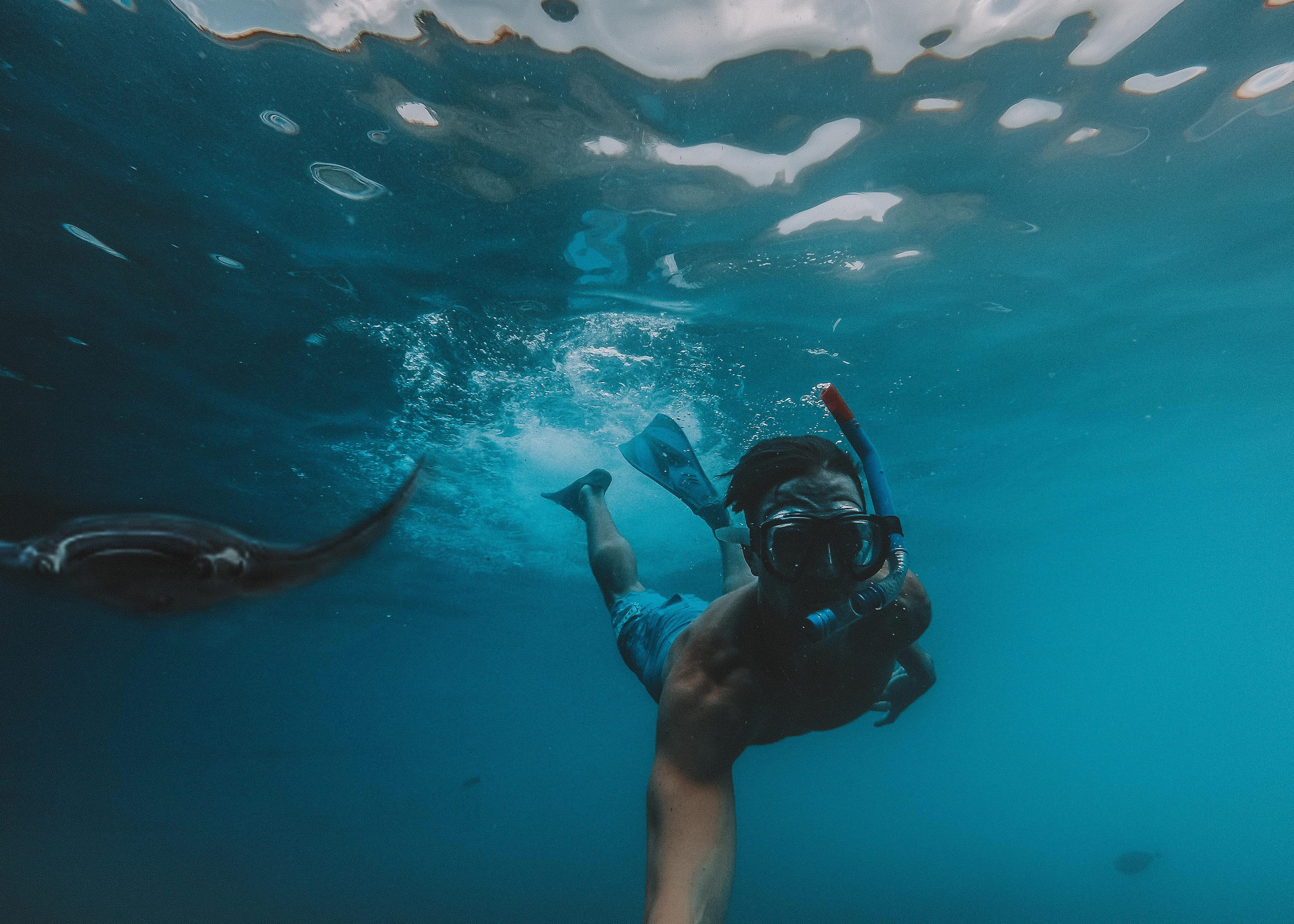 scuba mask, animal wildlife, diving equipment, swimming, adventure, one person, marine, animals in the wild, diving, undersea, nature, underwater diving, HD Wallpaper